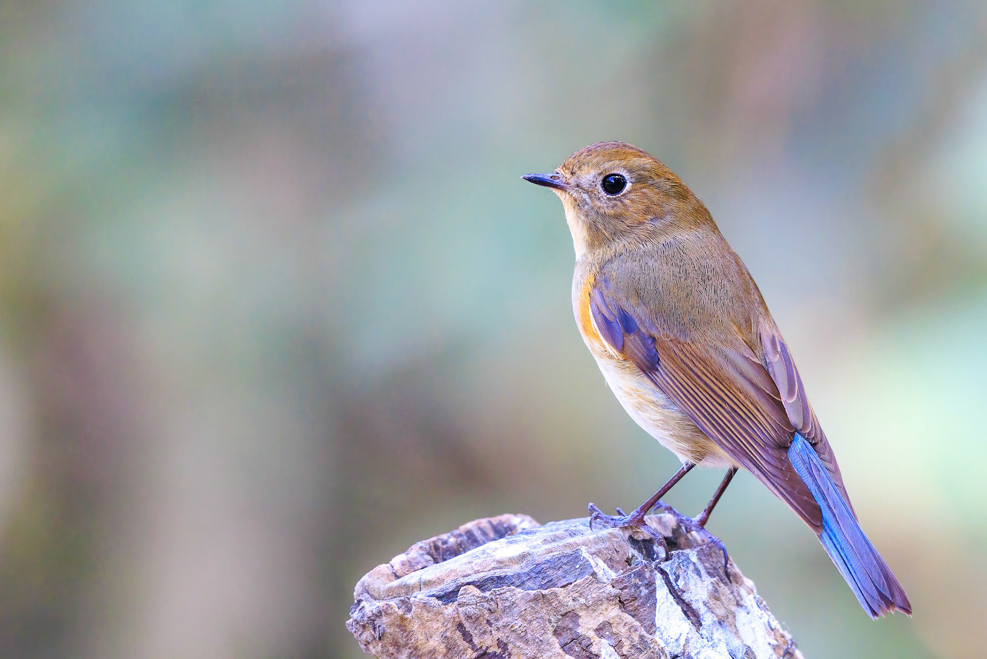 Red-flanked Bluetail Female
