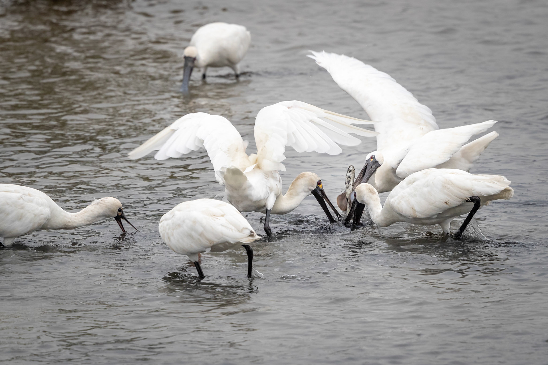 Black-faced Spoonbill