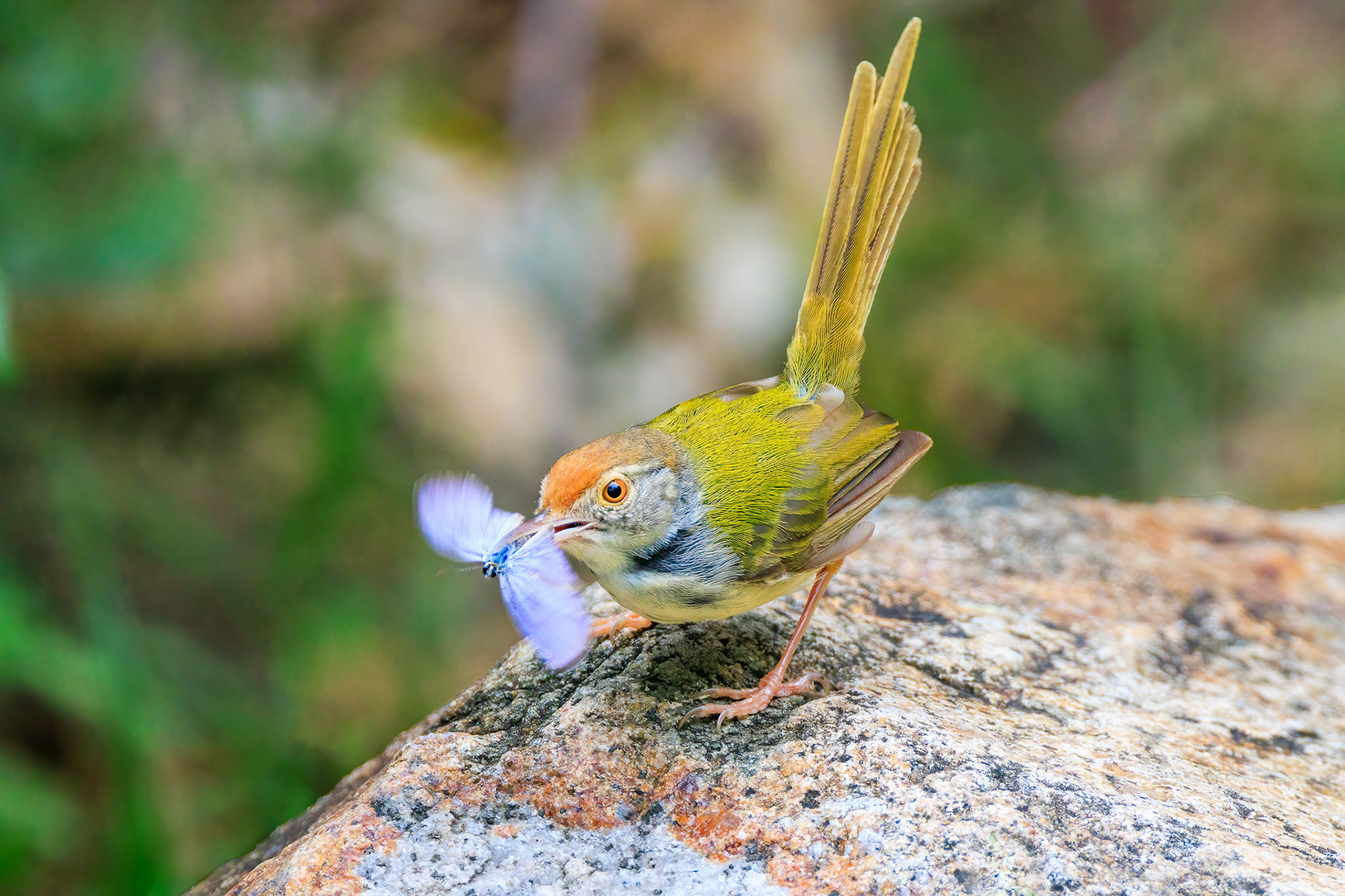 Common Tailorbird