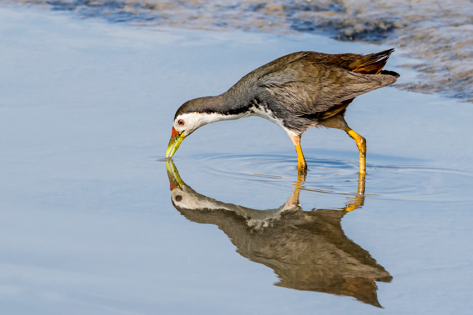 White-breasted waterhen
