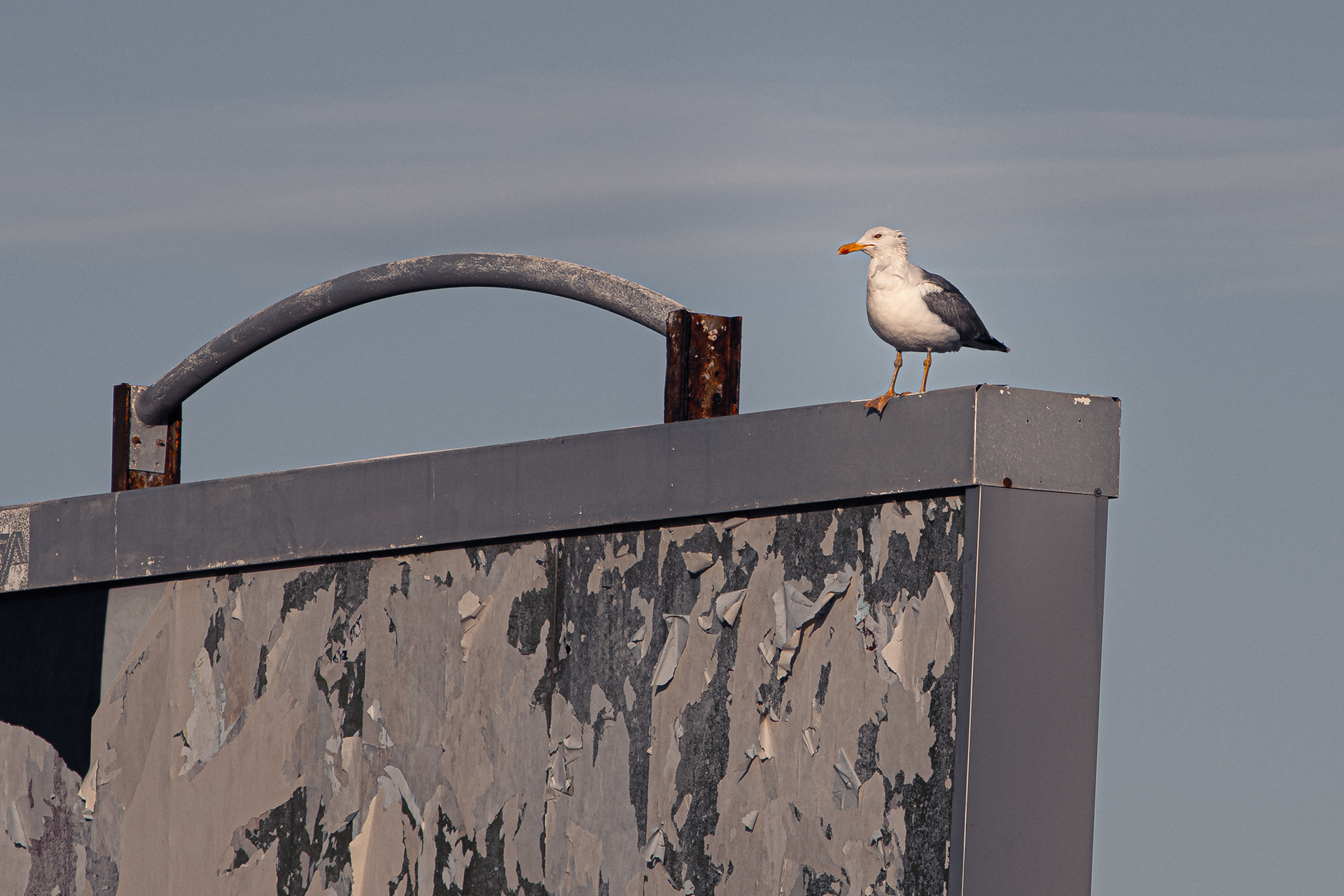 seagull