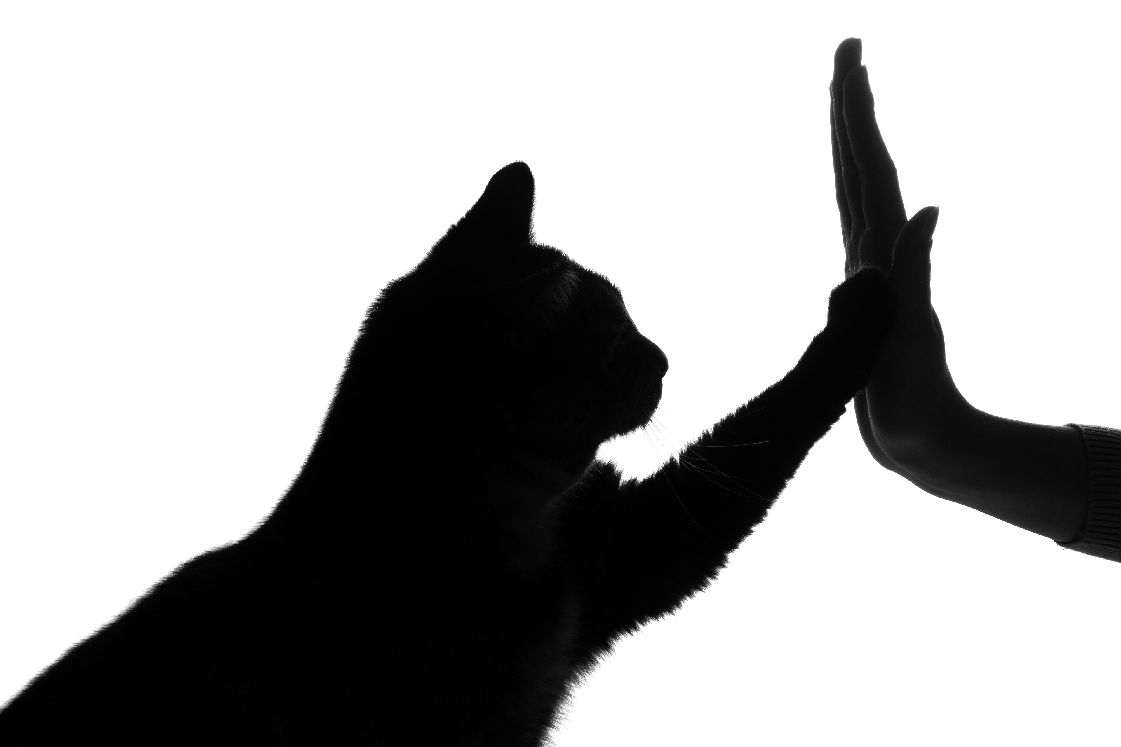 High 5