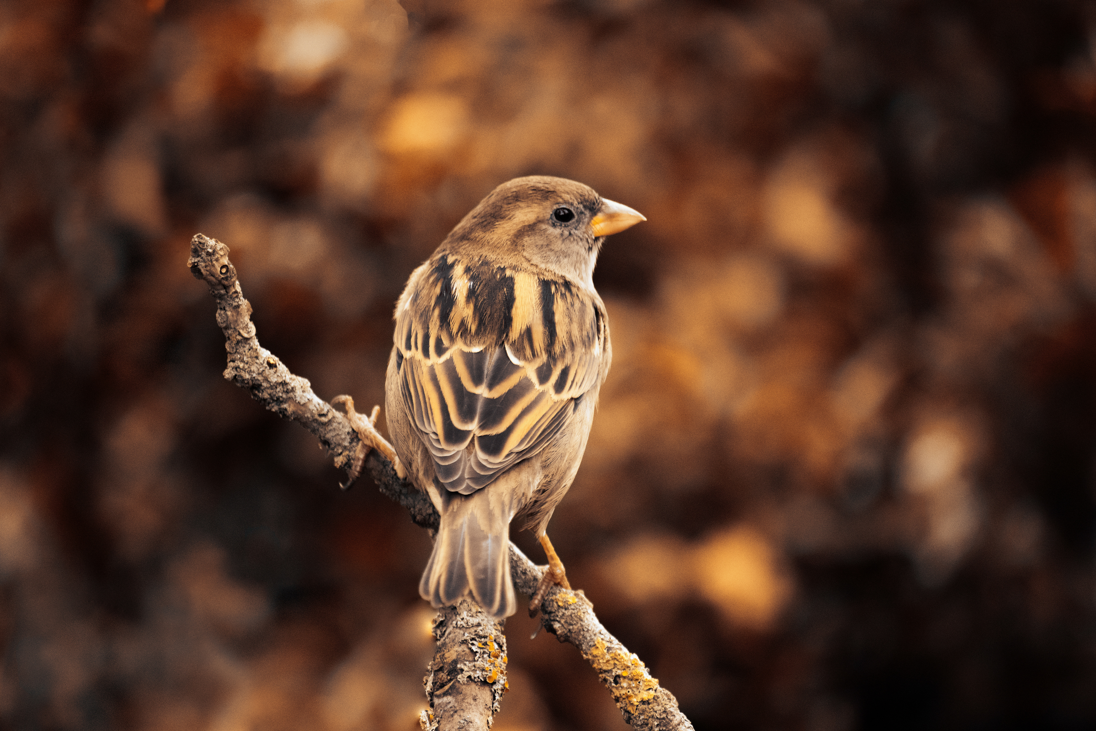 Spatz
