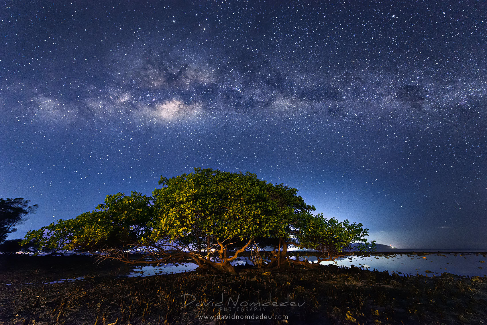 Tree and Milky Way
