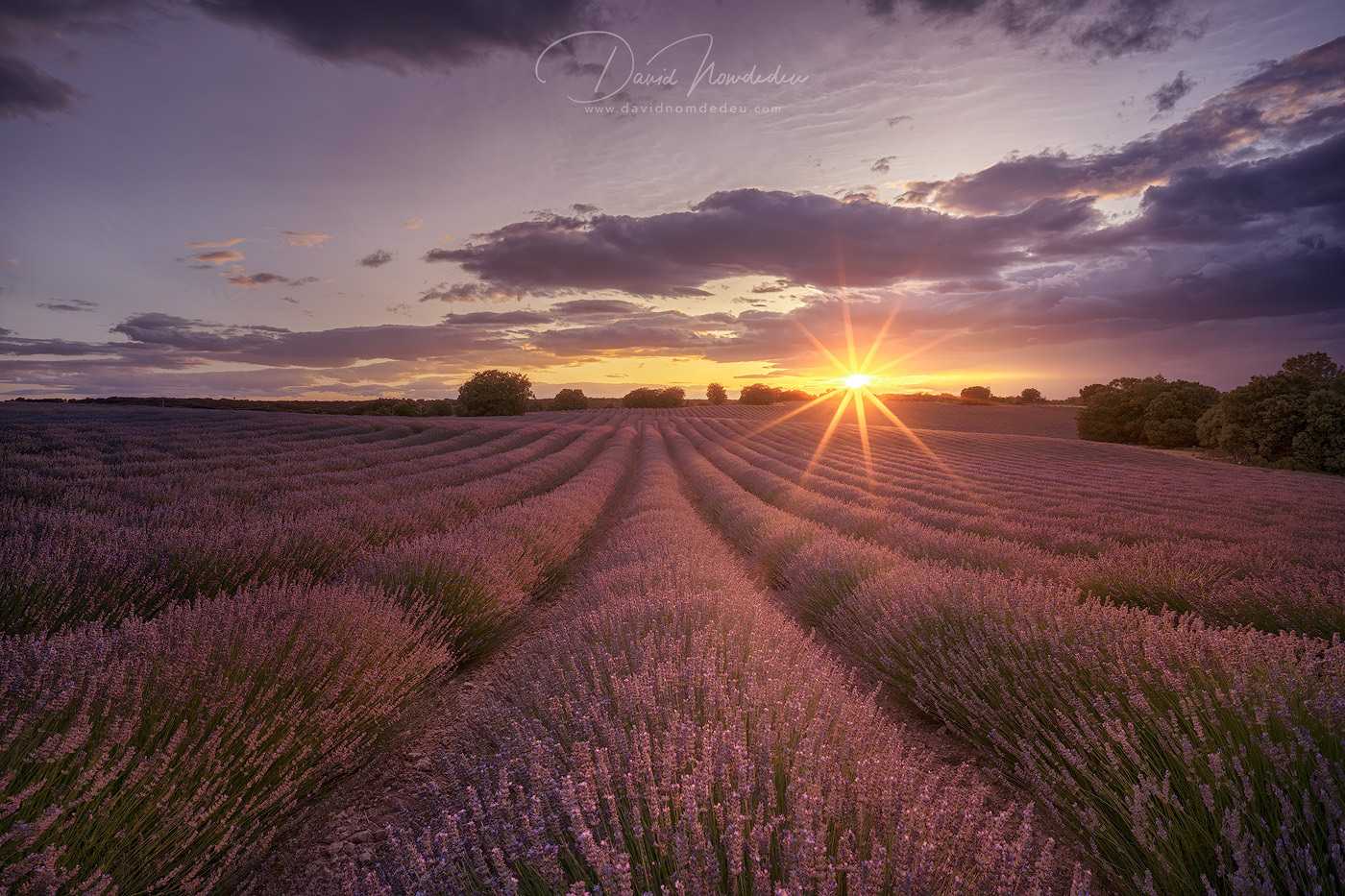 Lavender Field Sunstars