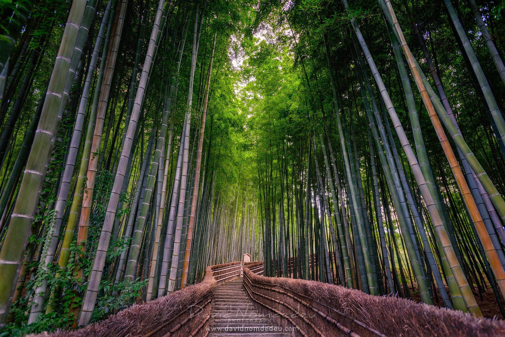 Bamboo-Path