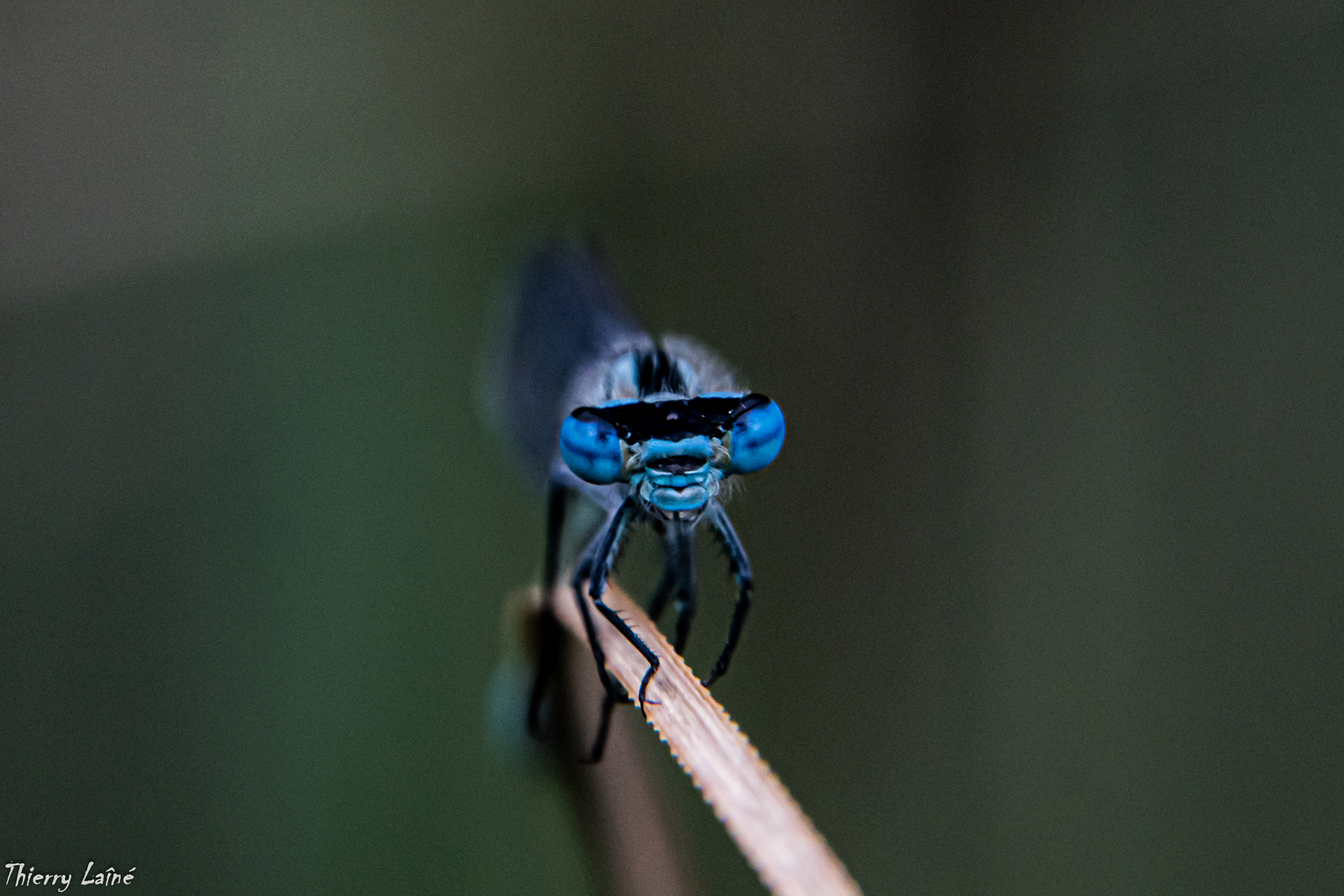 Calopteryx splendens