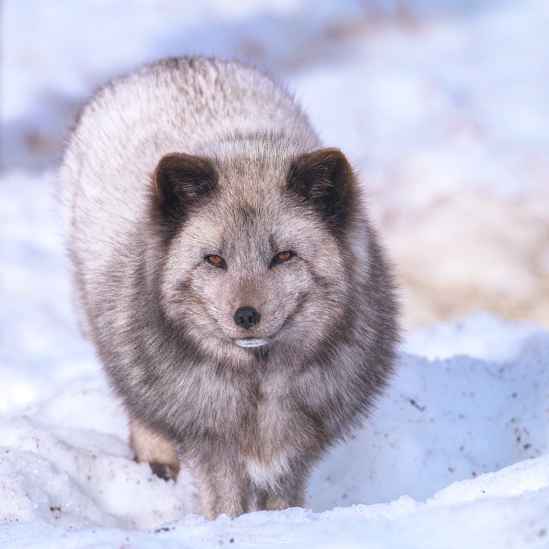 Renard arctique - Polar Park - Bardu