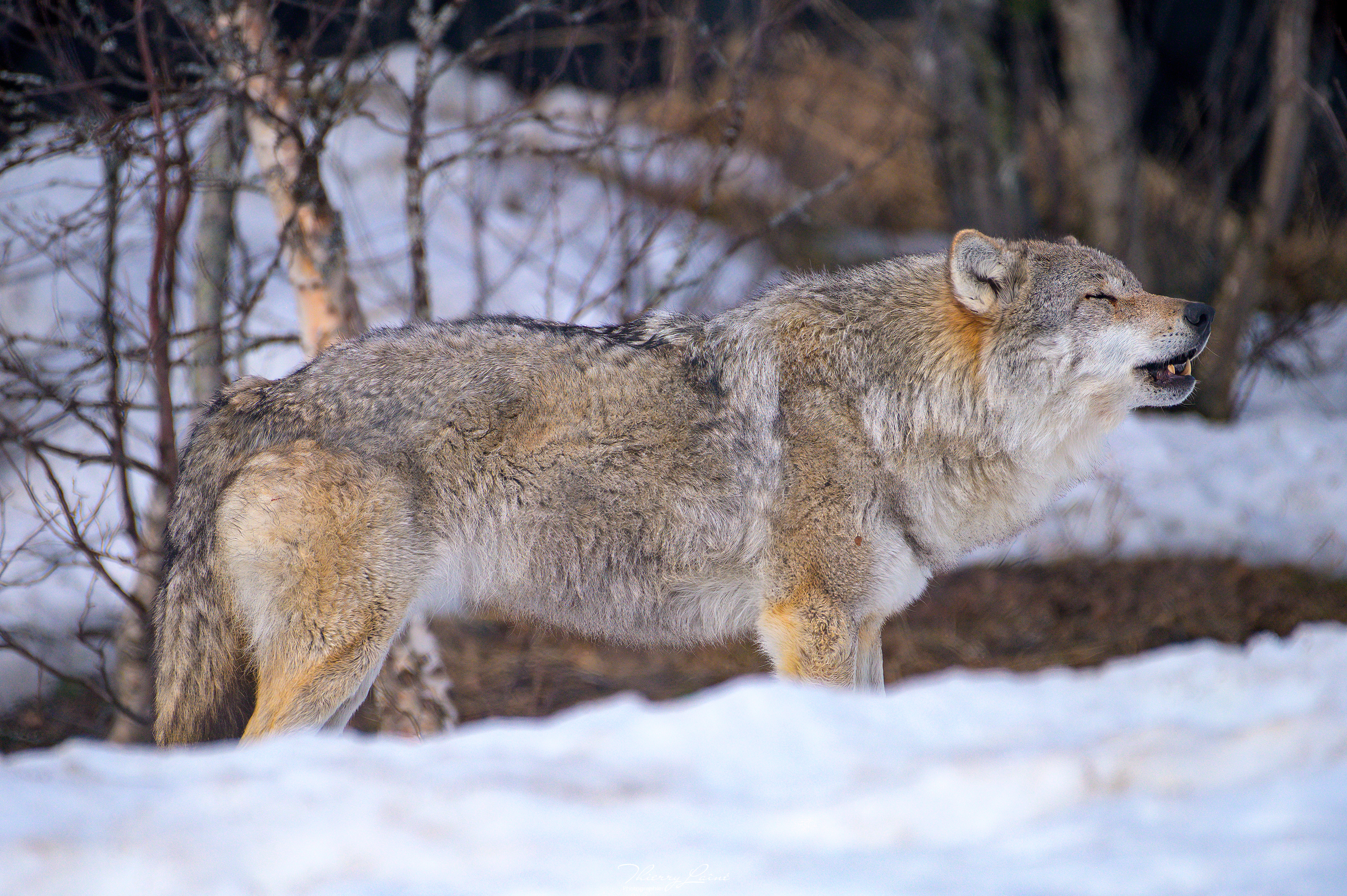 Loup - Polar Park - Bardu