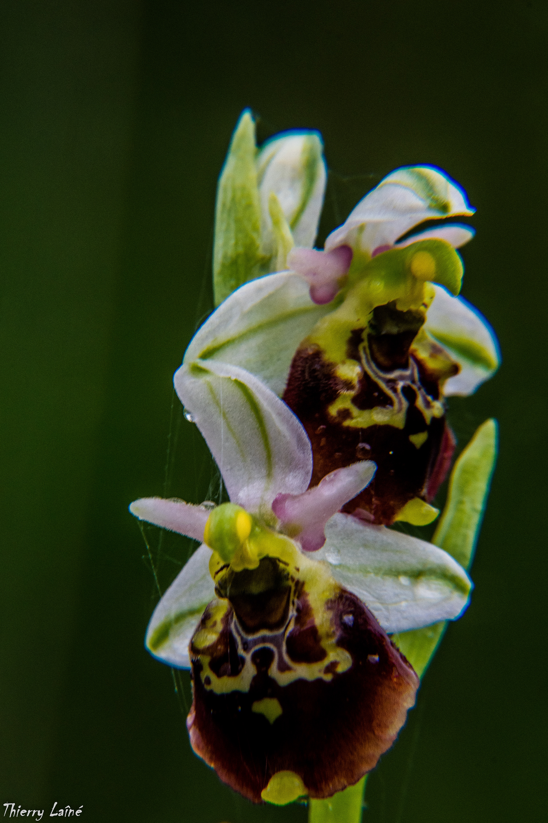 Ophrys abeille