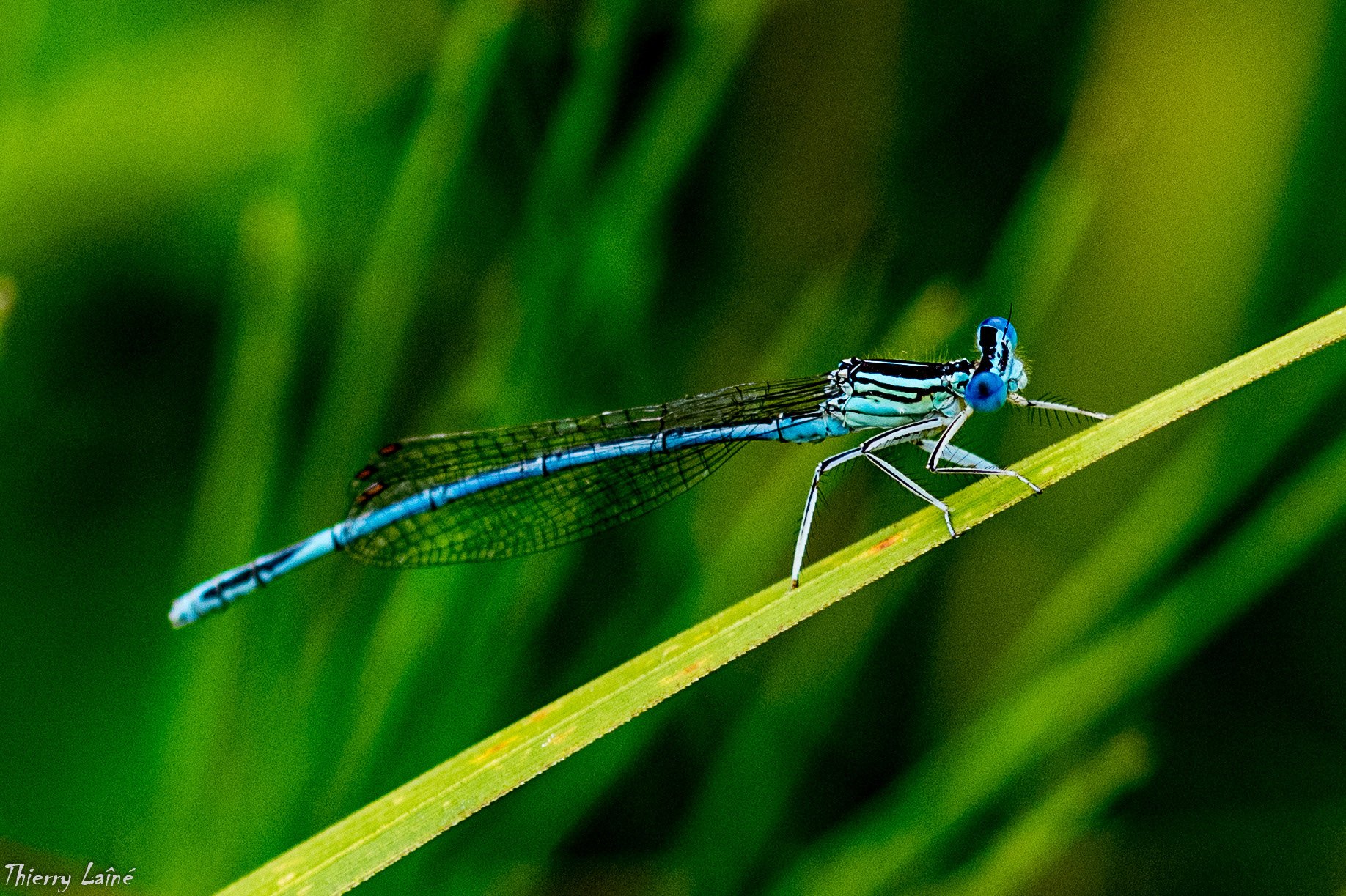 Calopteryx splendens