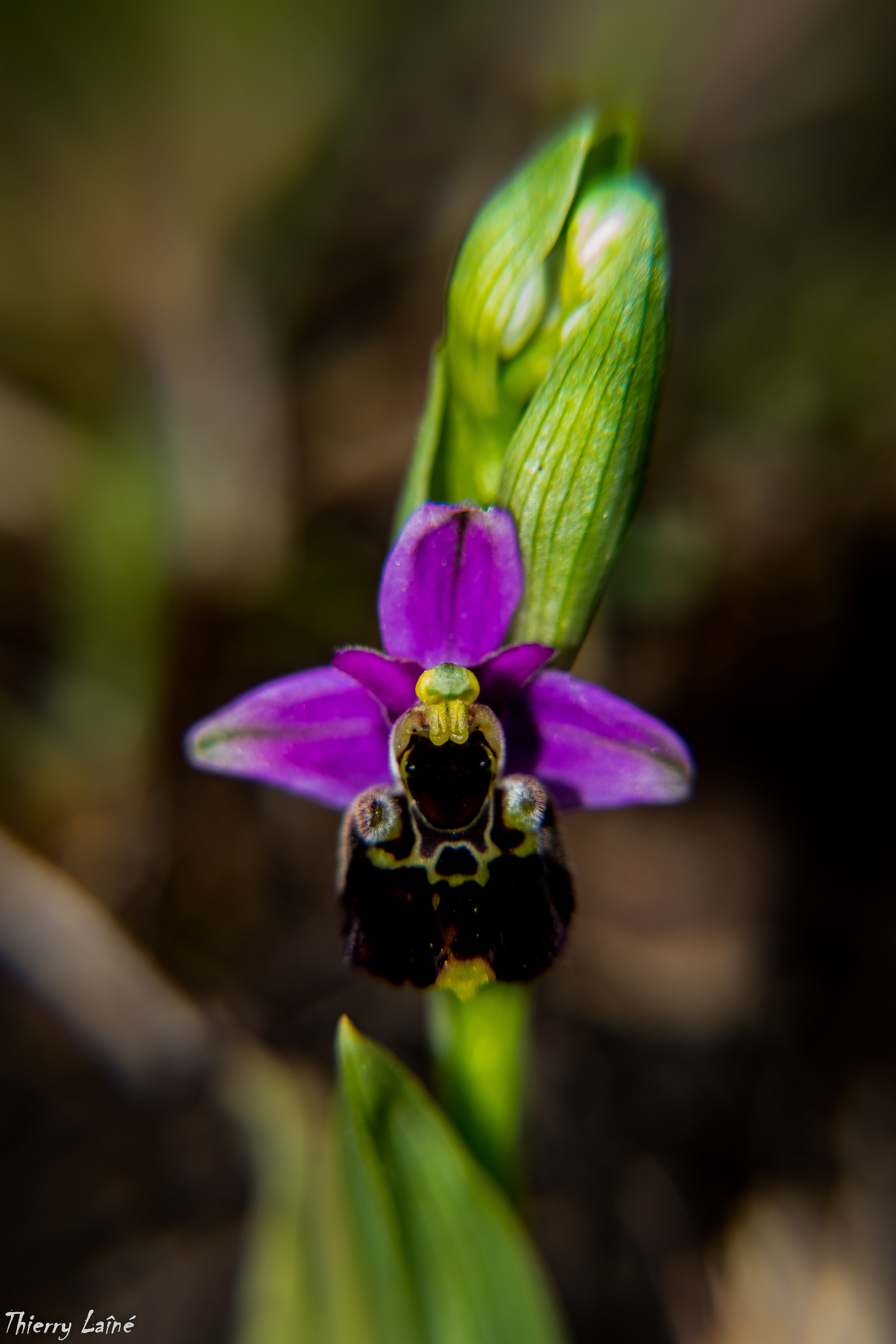 Ophrys bourdon
