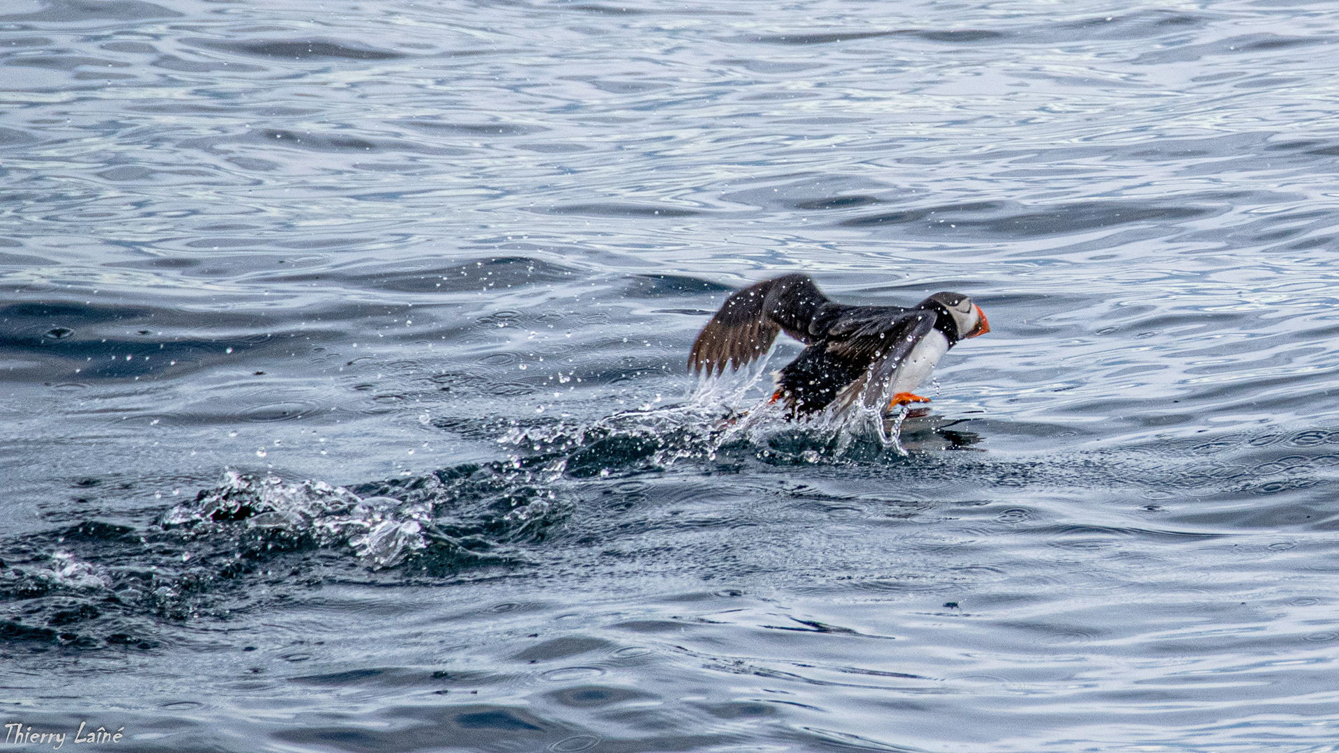 Macareud moine - Cap Nord - Norvège 2015