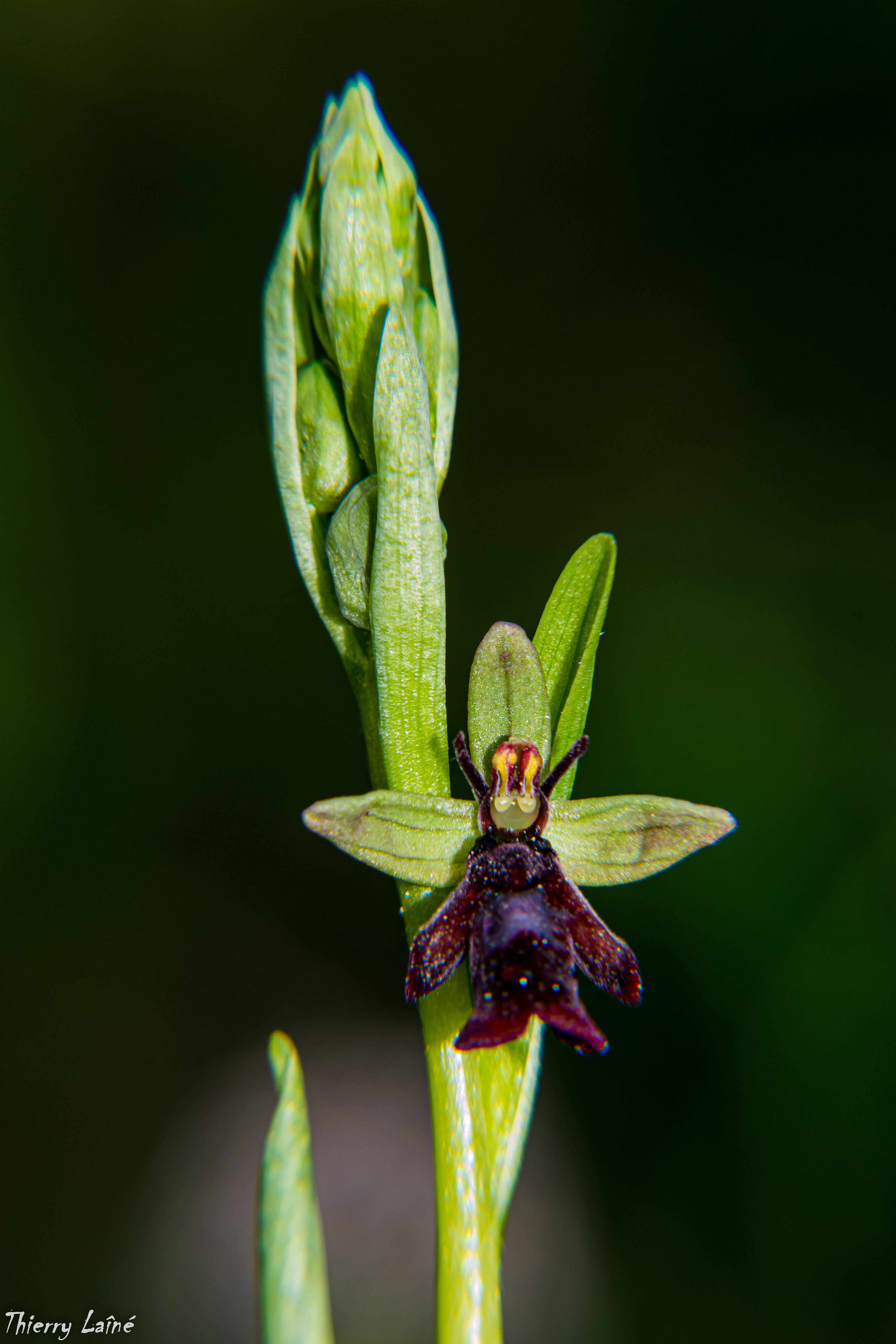 Ophrys mouche