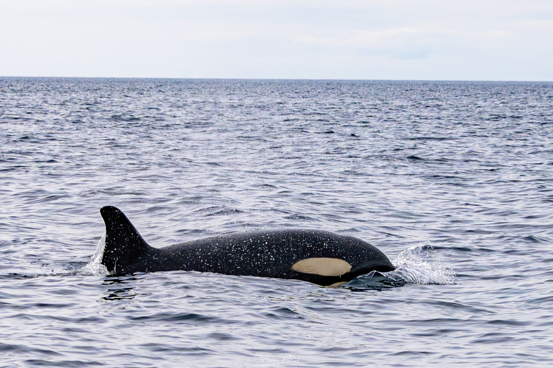 Orque - Iles Lofoten