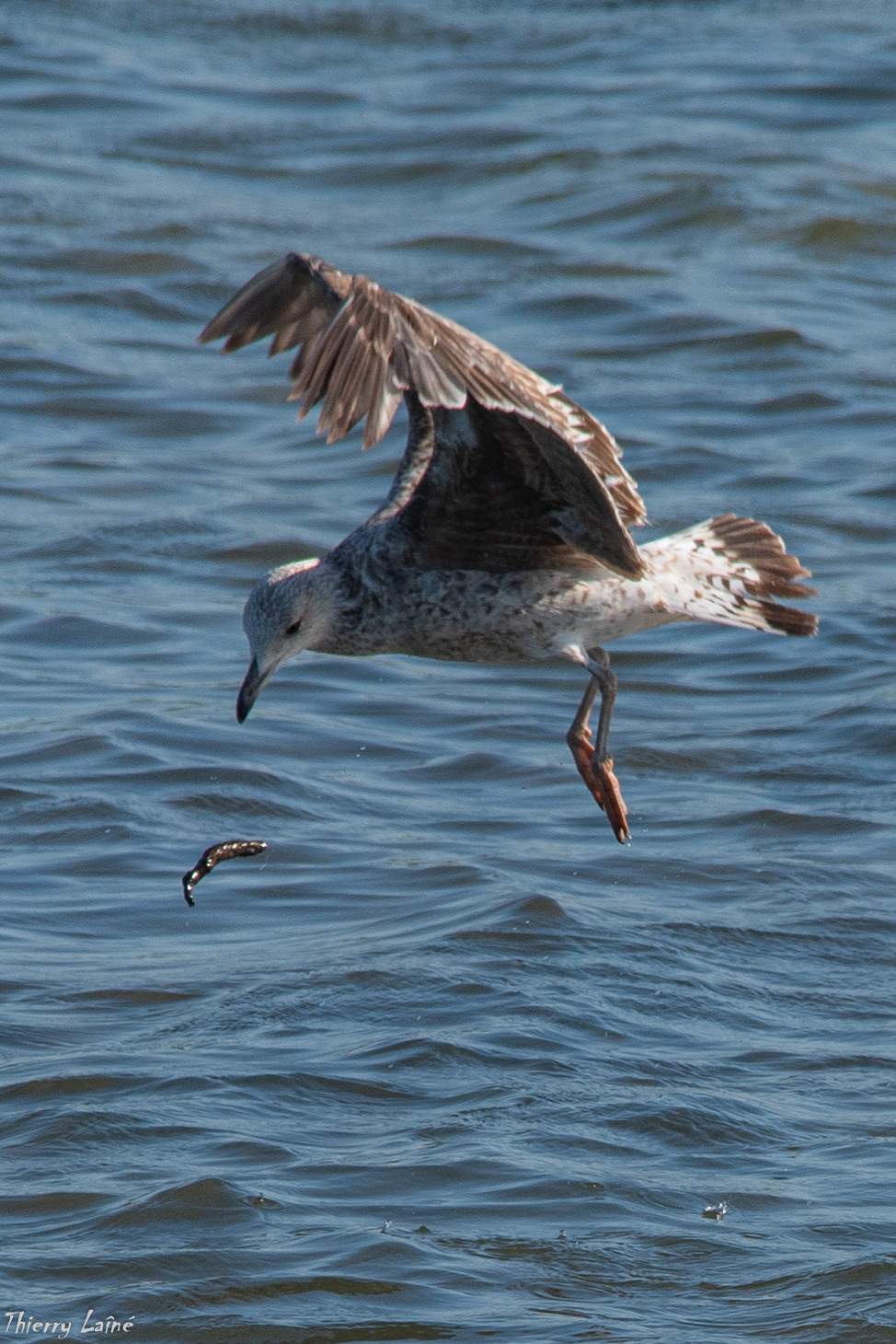 Jeune mouette