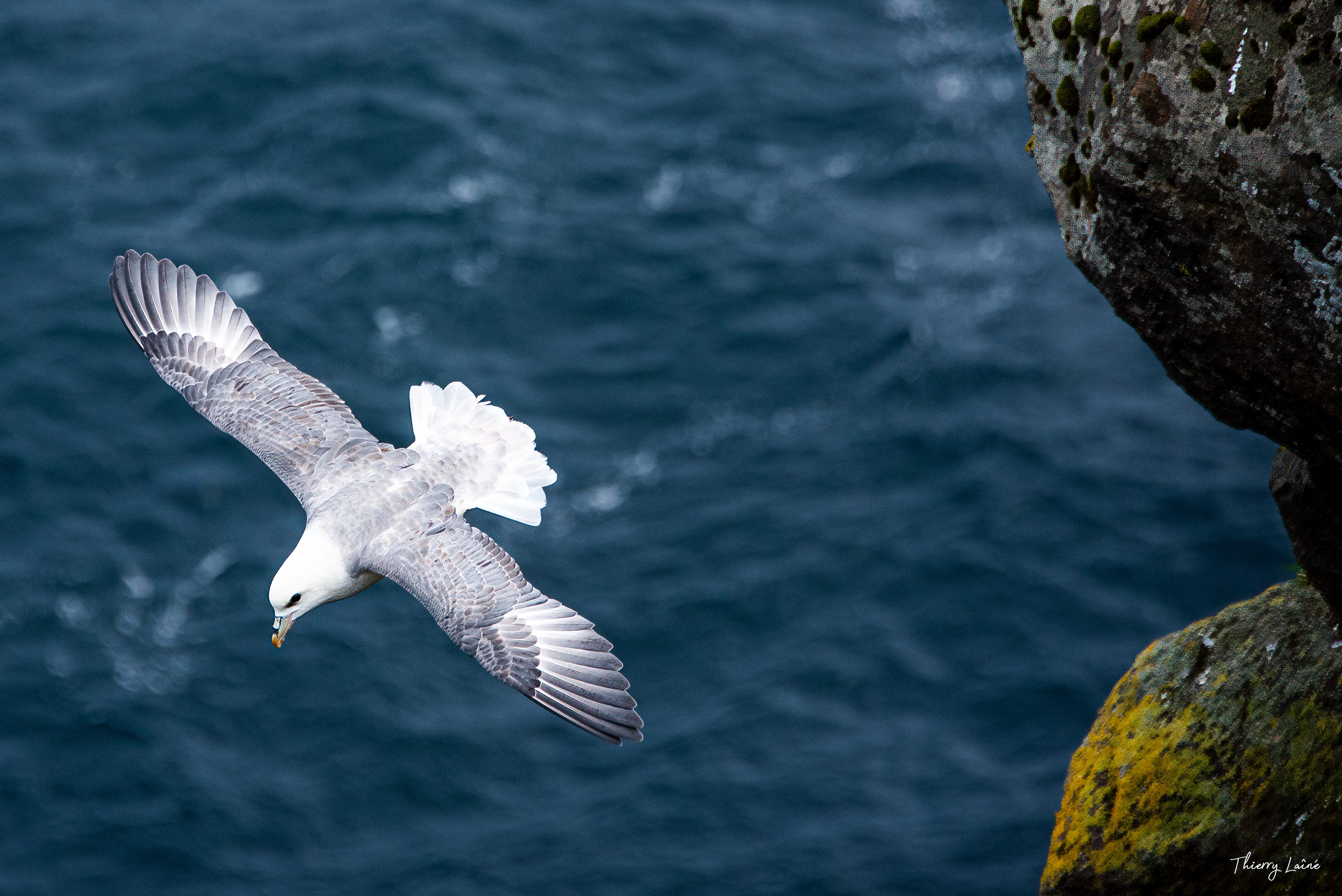 Fulmar boréal