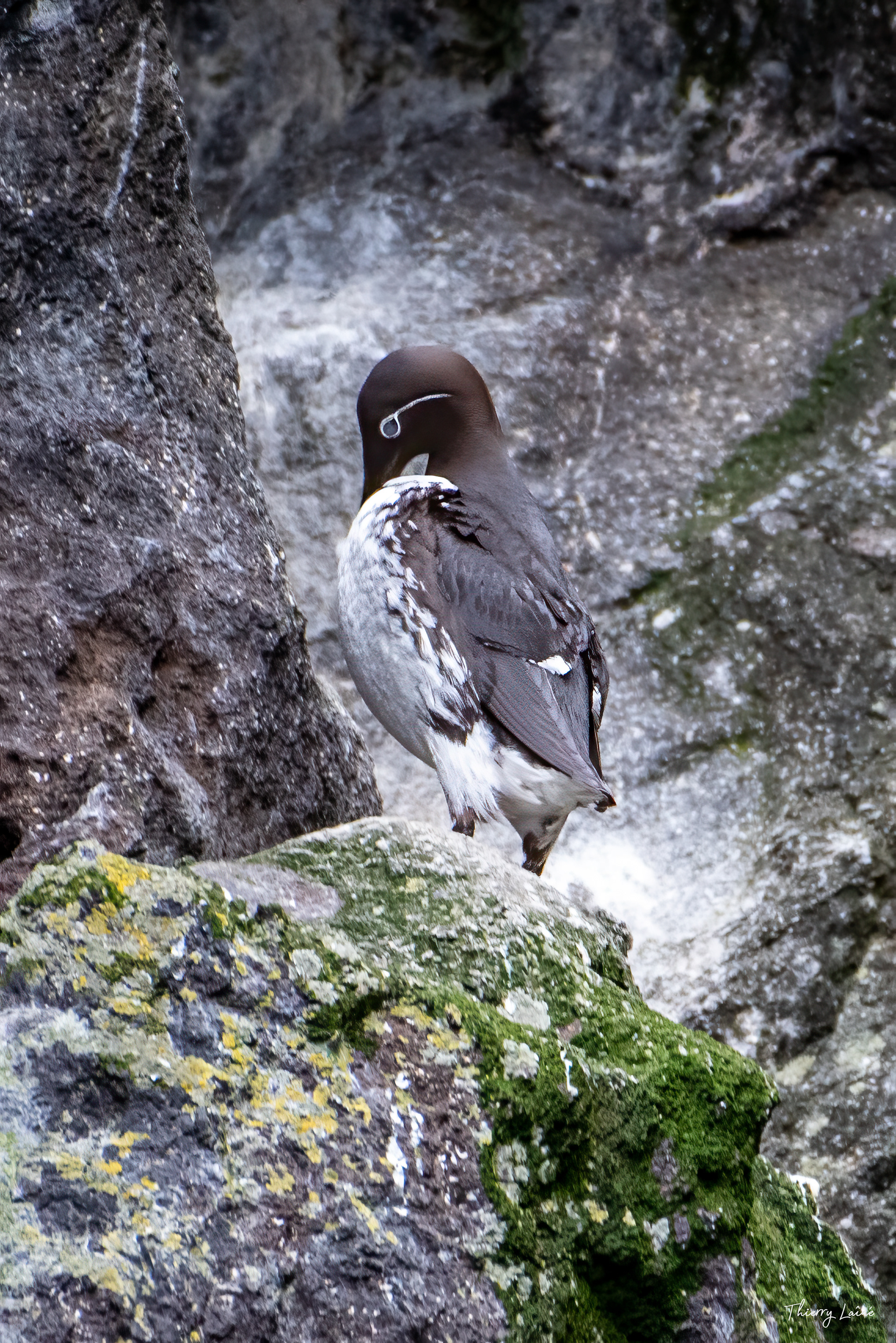 Guillemot de Troïl