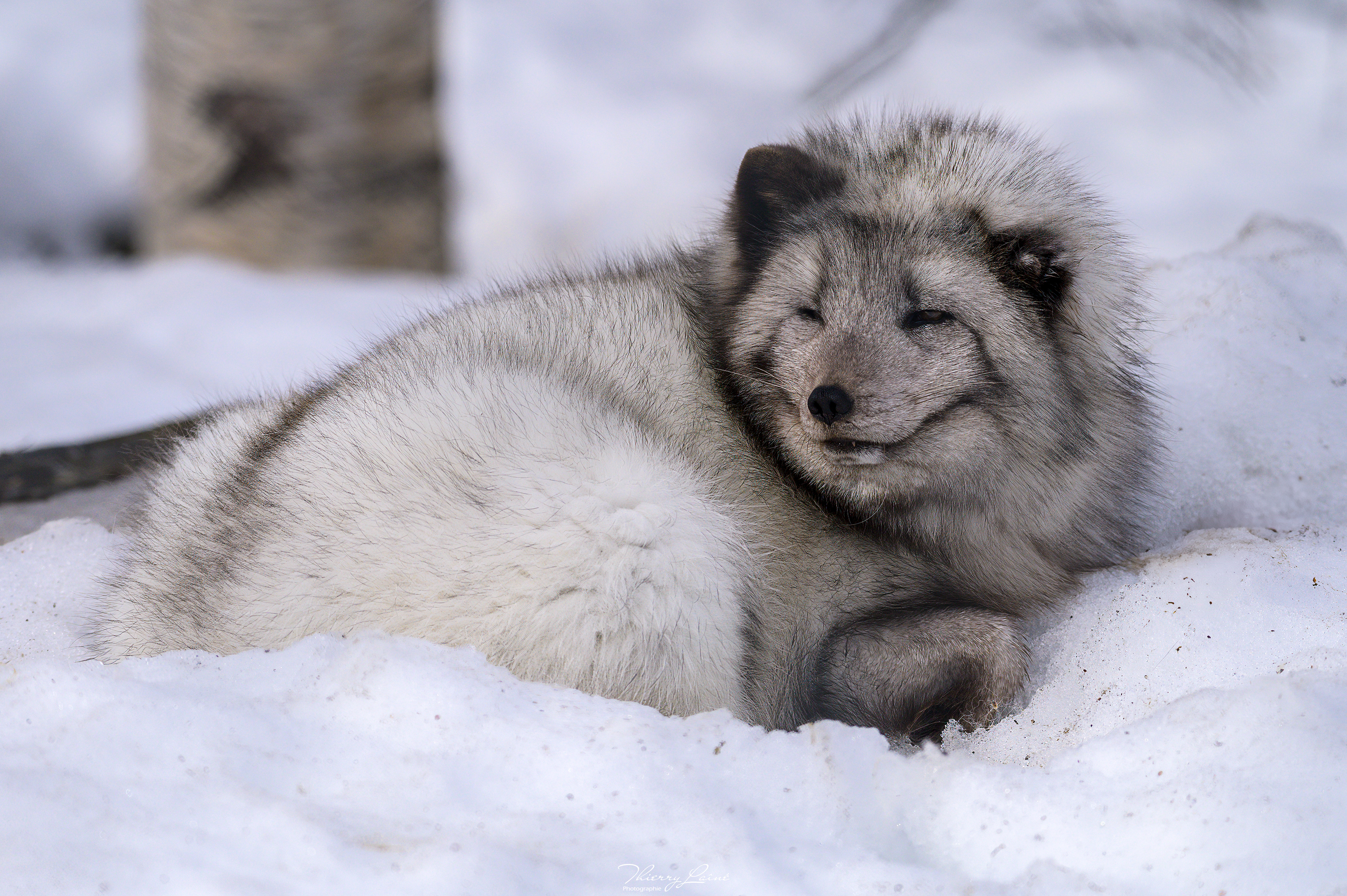 Renard arctique - Polar Park - Bardu
