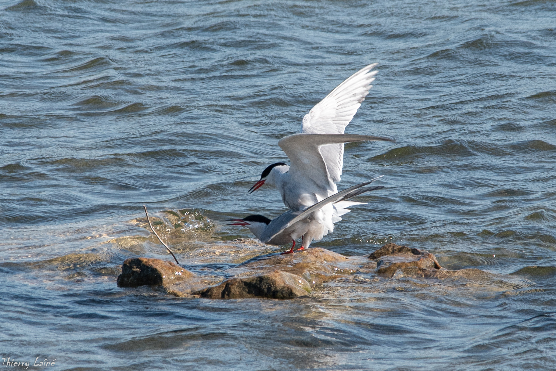 Sternes Pierregarain