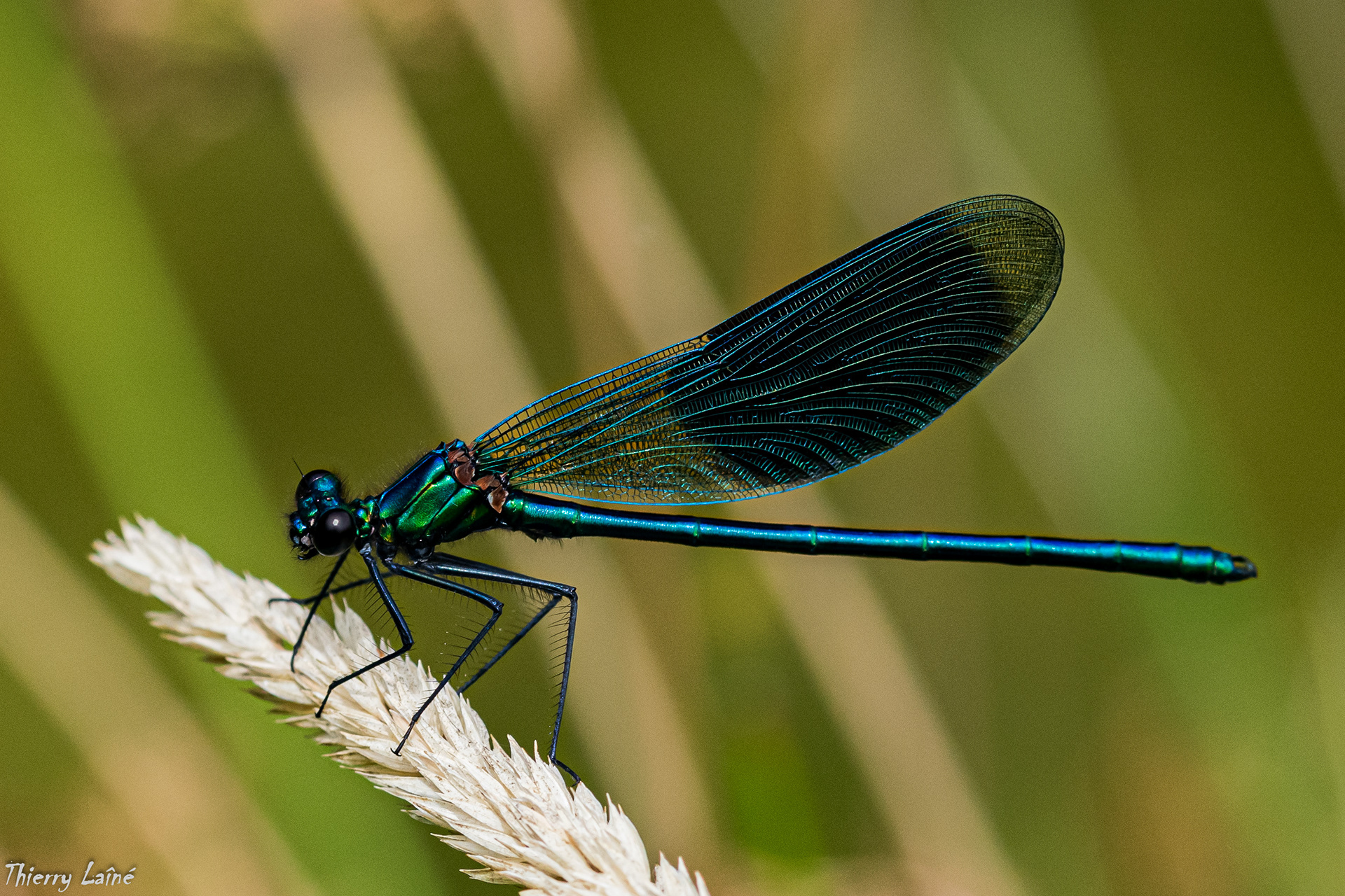Calopteryx splendens
