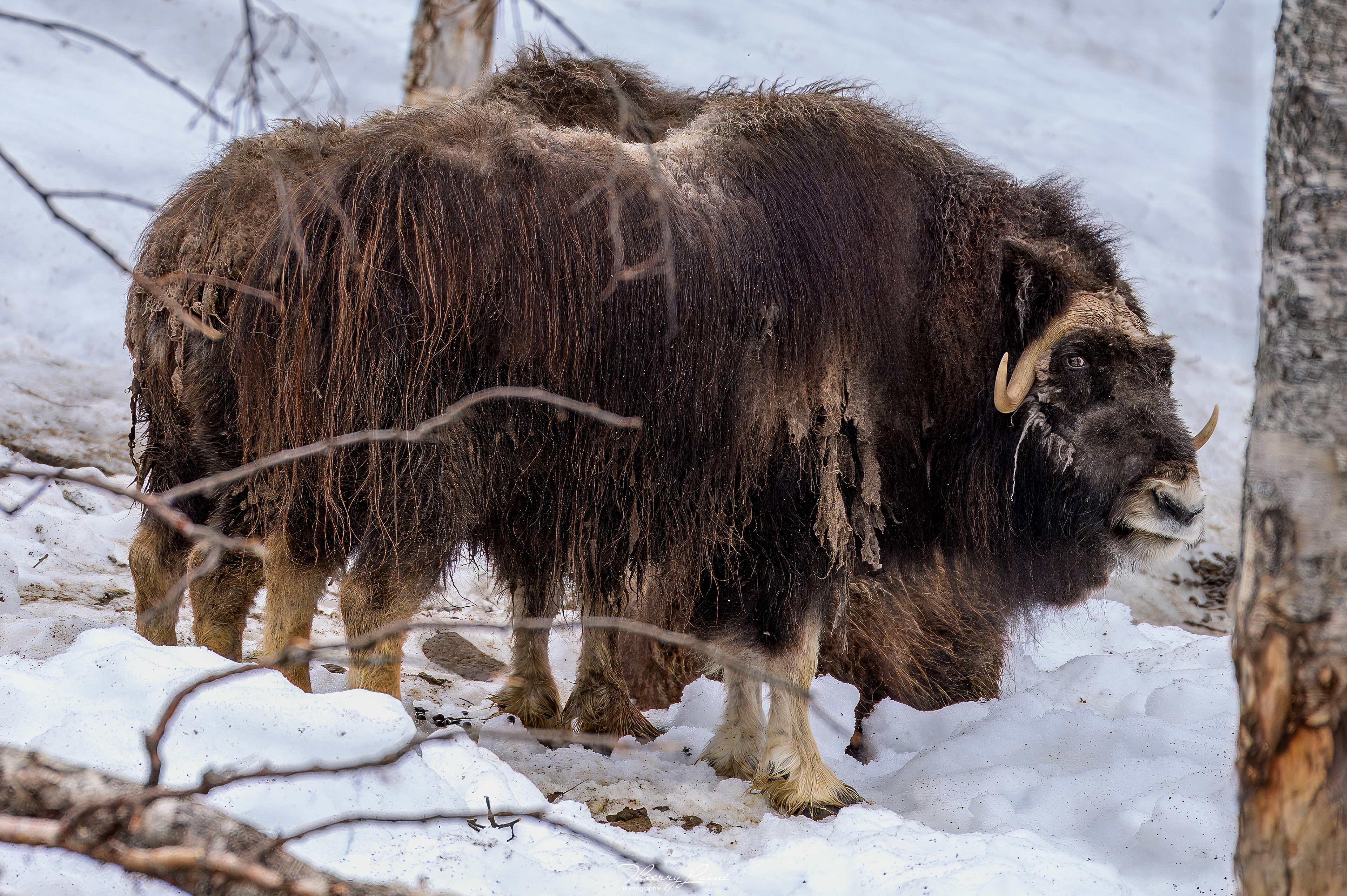 Boeuf musqué- Polar Park - Bardu