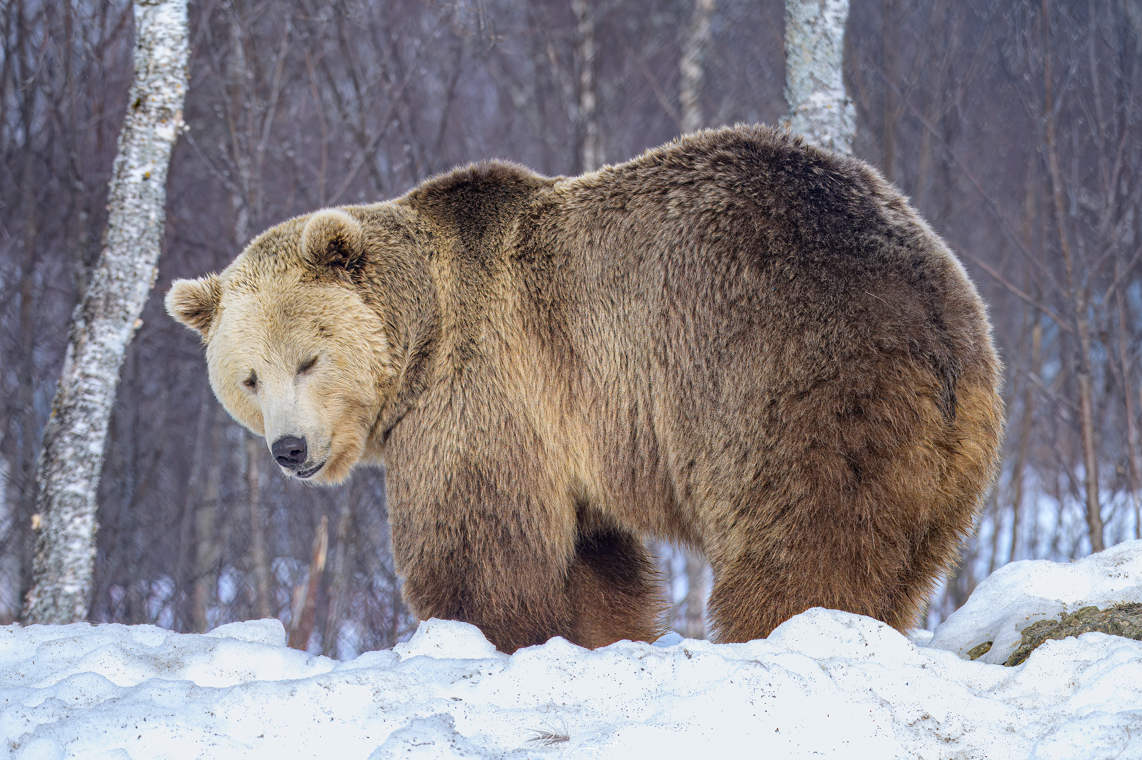 Ours - Polar Park - Bardu