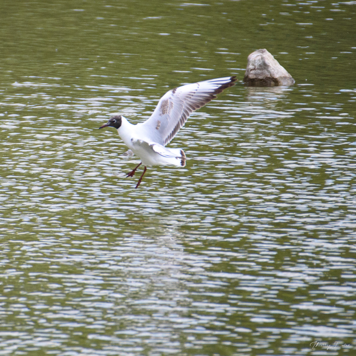 Mouette mélanocéphale