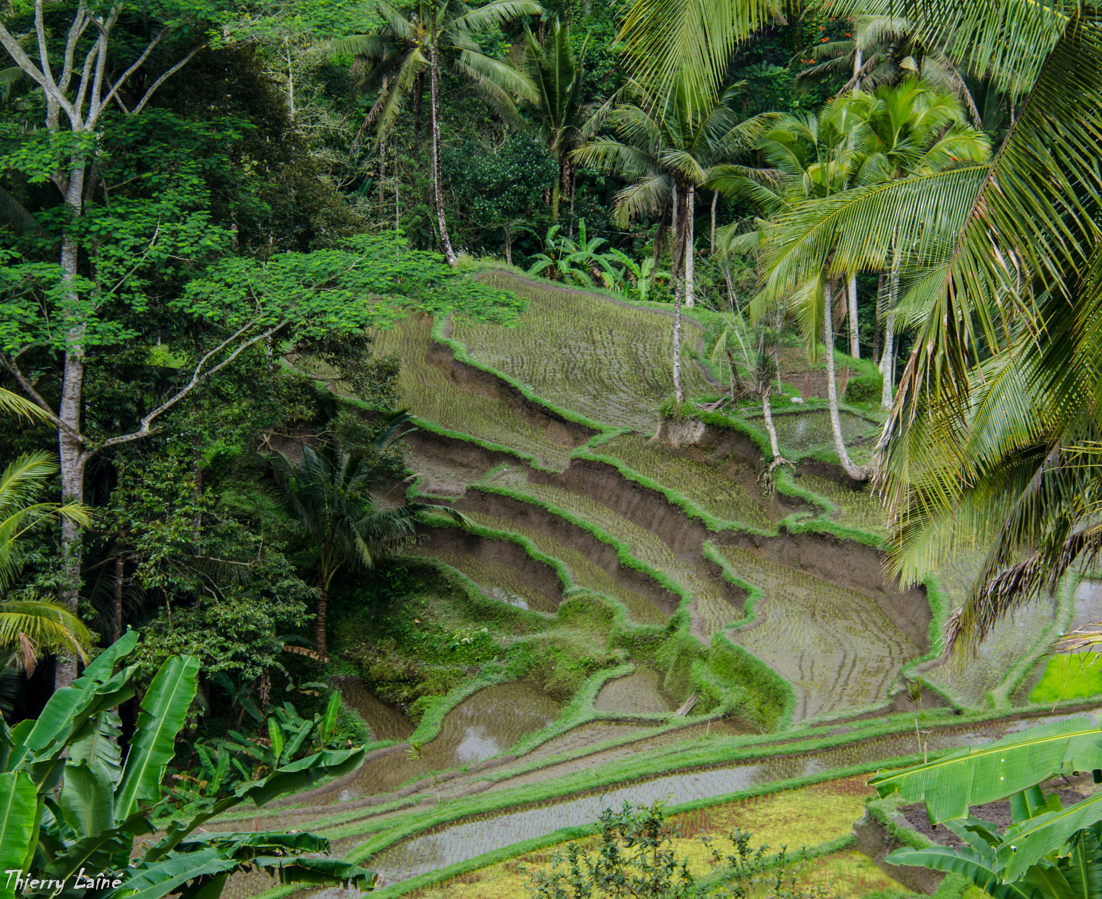Bali - Indonésie 2014