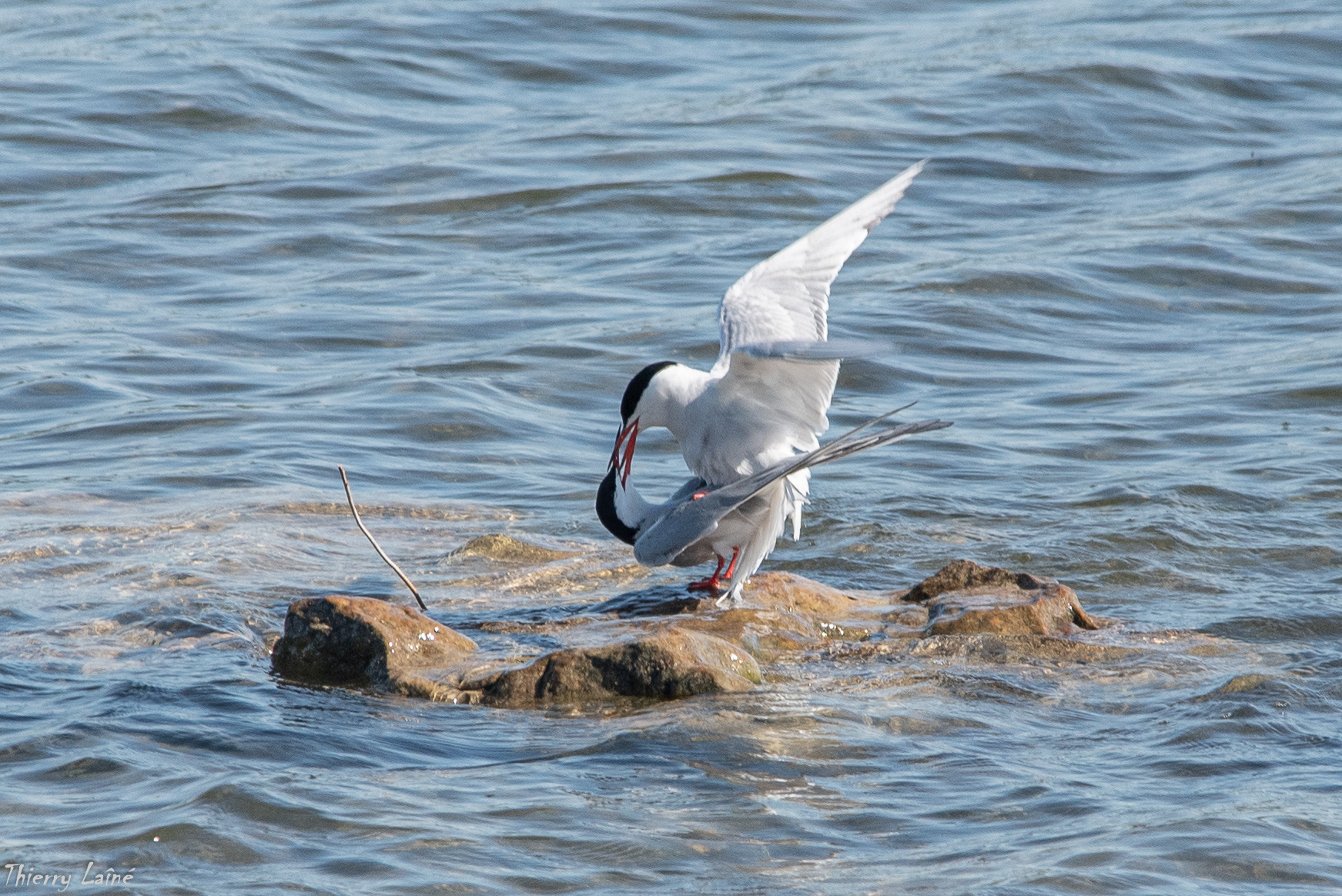 Sternes Pierregarain