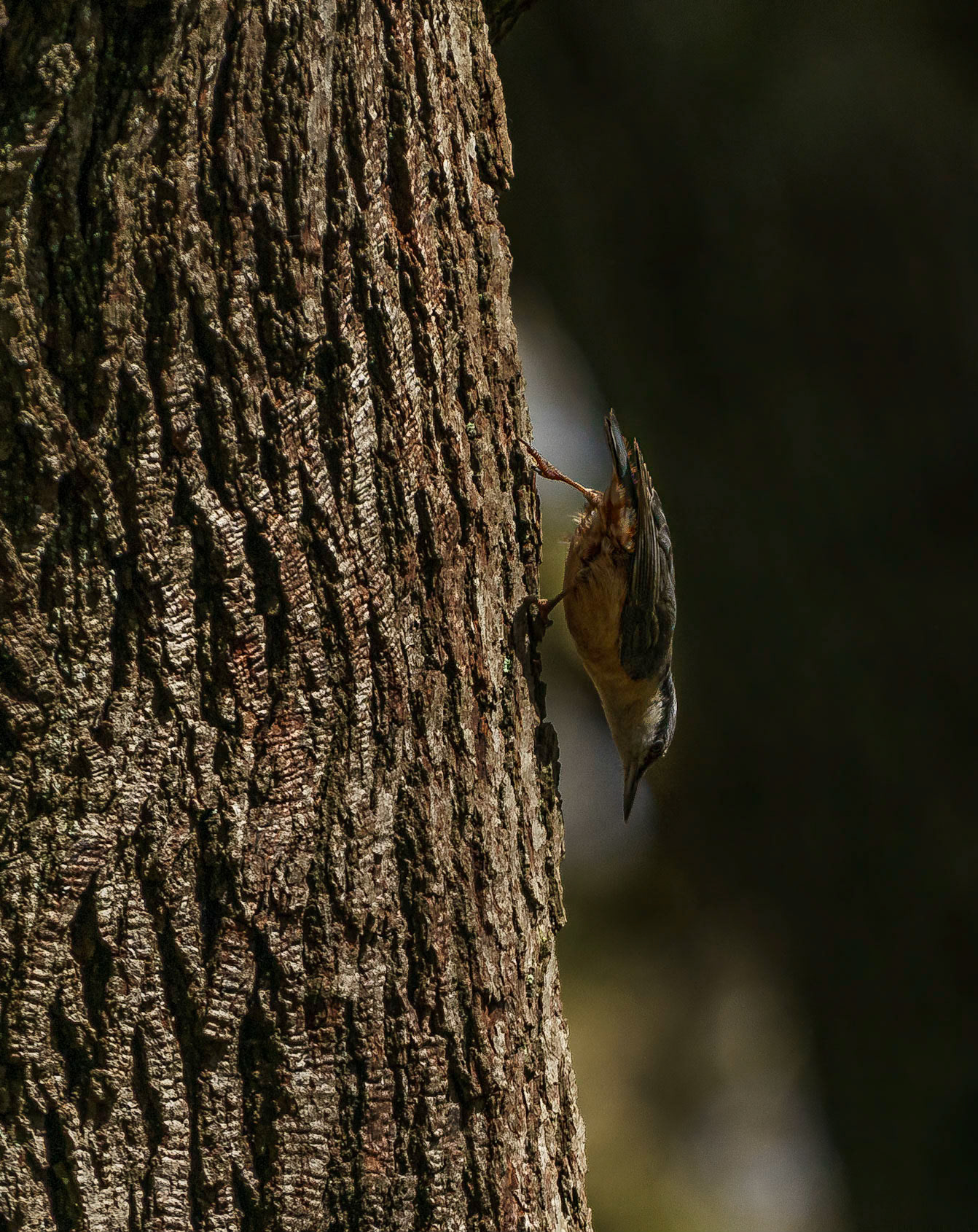 Nuthatch, heading down