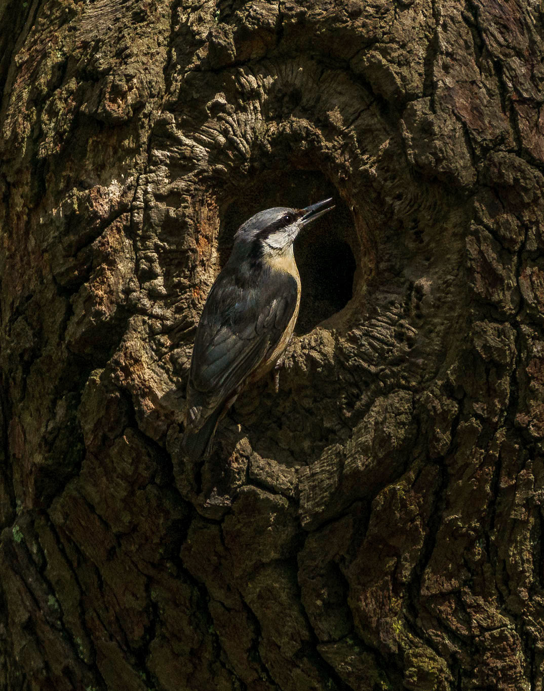 Nuthatch, at nest