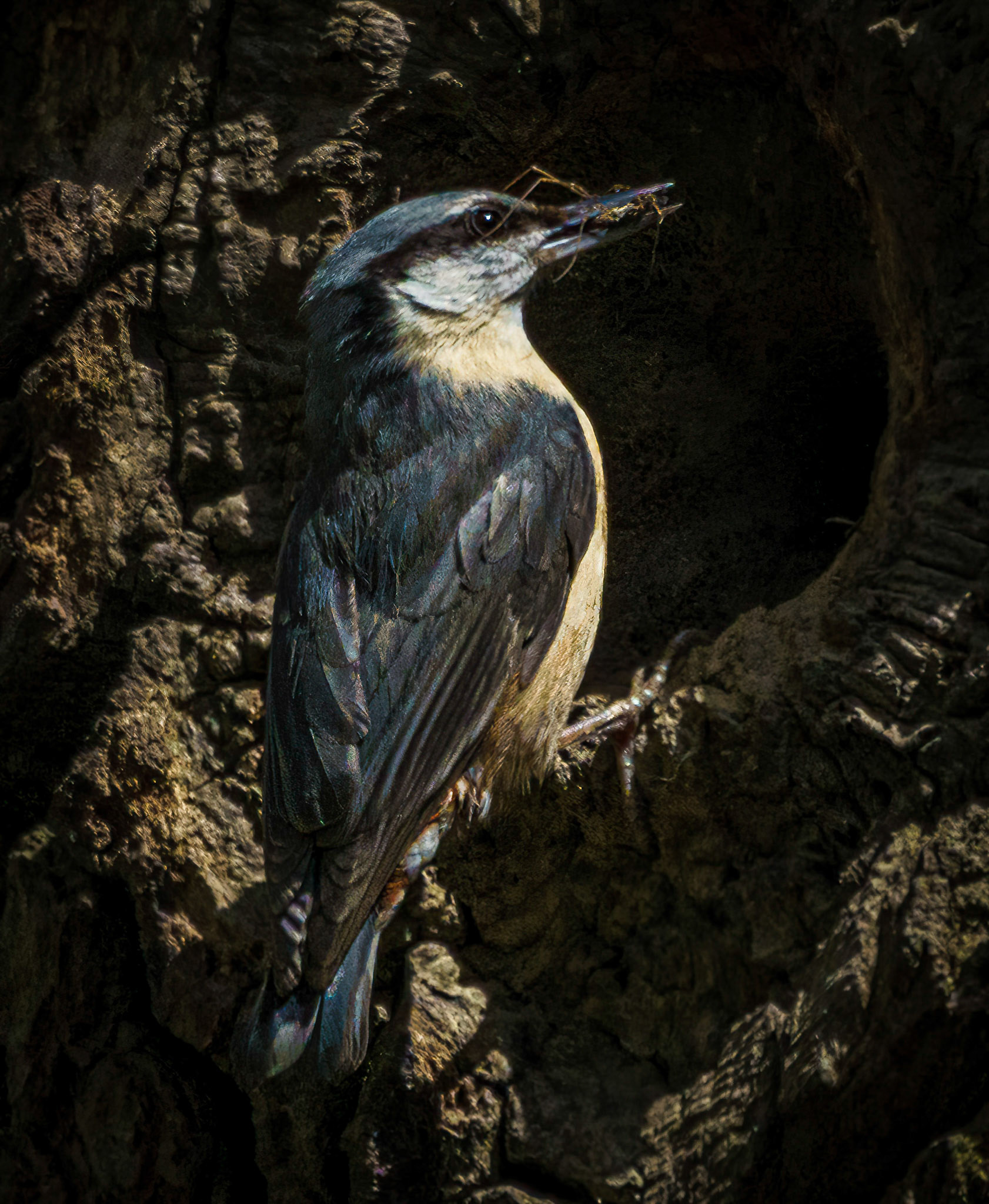 Nuthatch, with spider