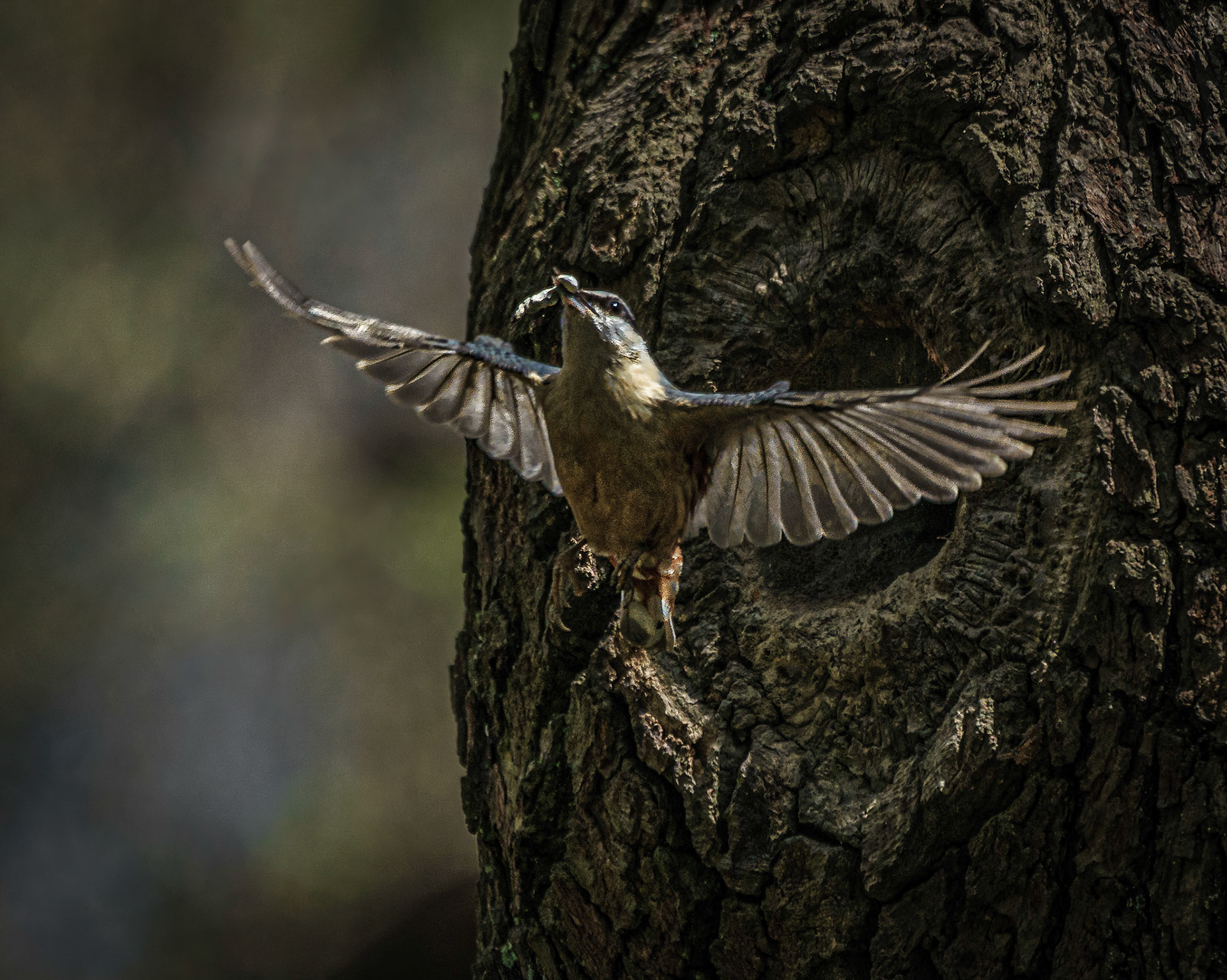 Nuthatch, taking out the trash