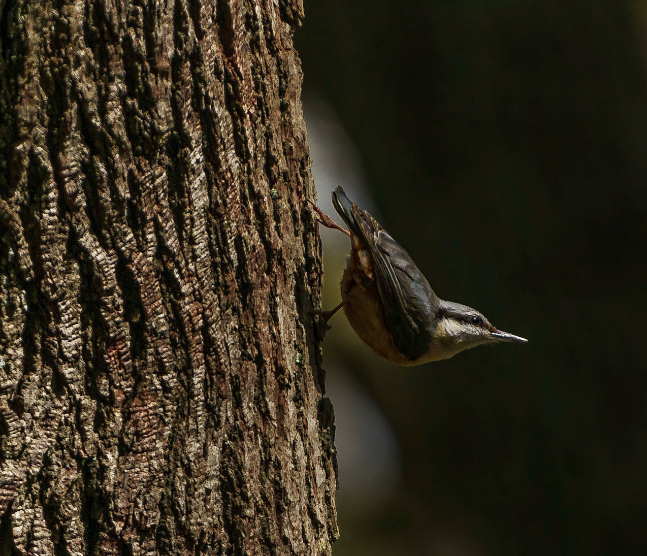 Nuthatch, on tree trunk