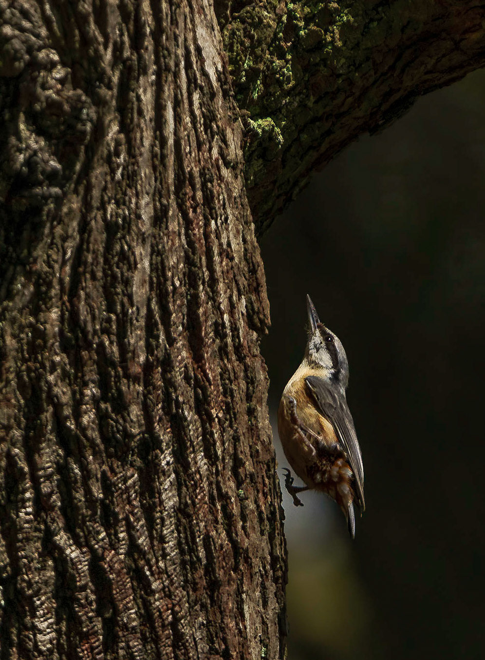 Nuthatch, two footed jump