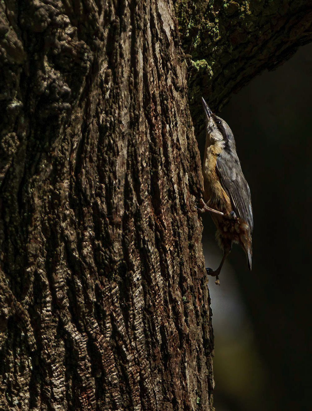Nuthatch, striding upwards