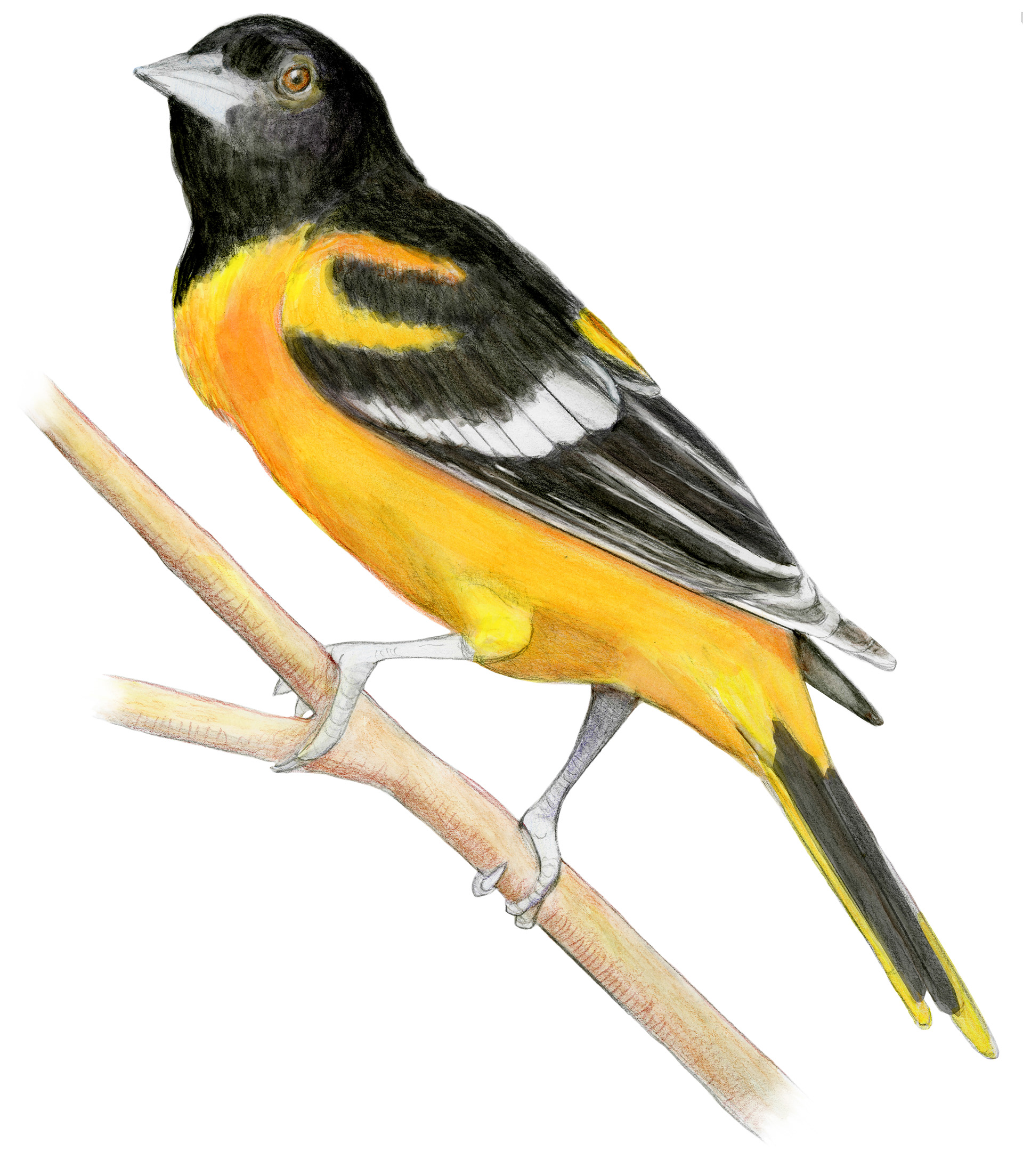 Scientific Illustration