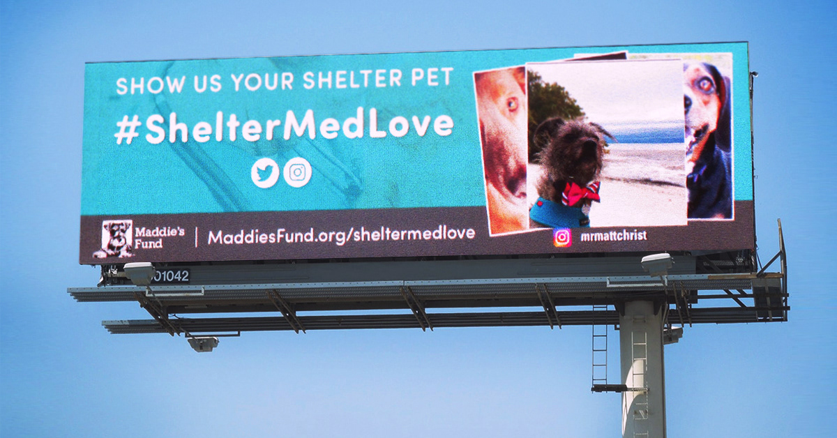 Campaign: Shelter Medicine Changes Everything - Interactive Digital Billboard