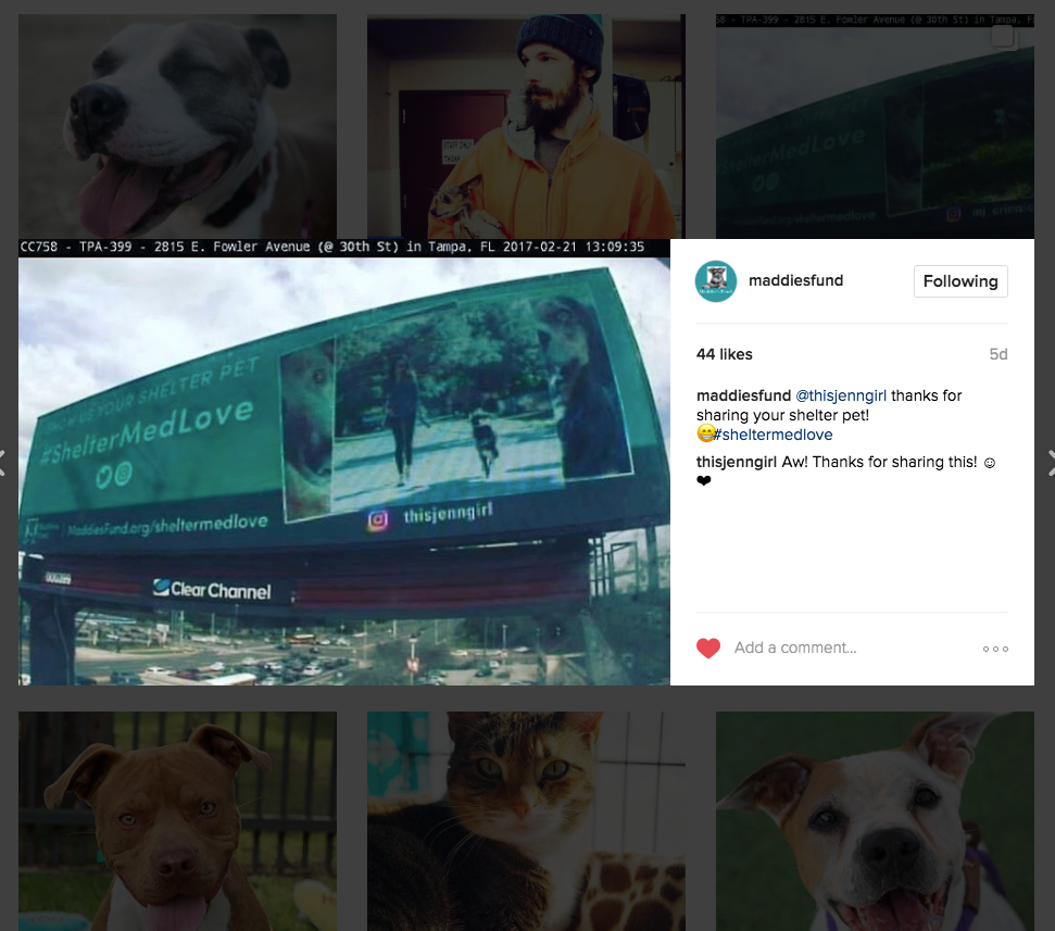 Campaign: Shelter Medicine Changes Everything - Social Media Post