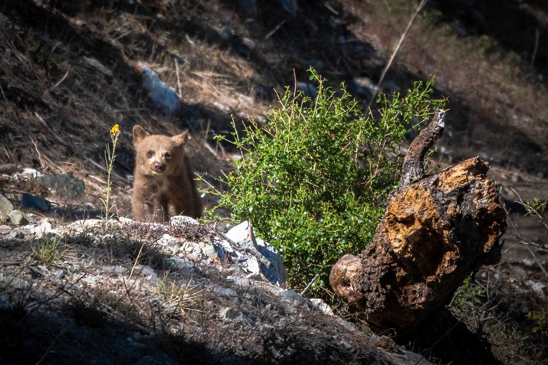 Bear cub in Angeles National Forest