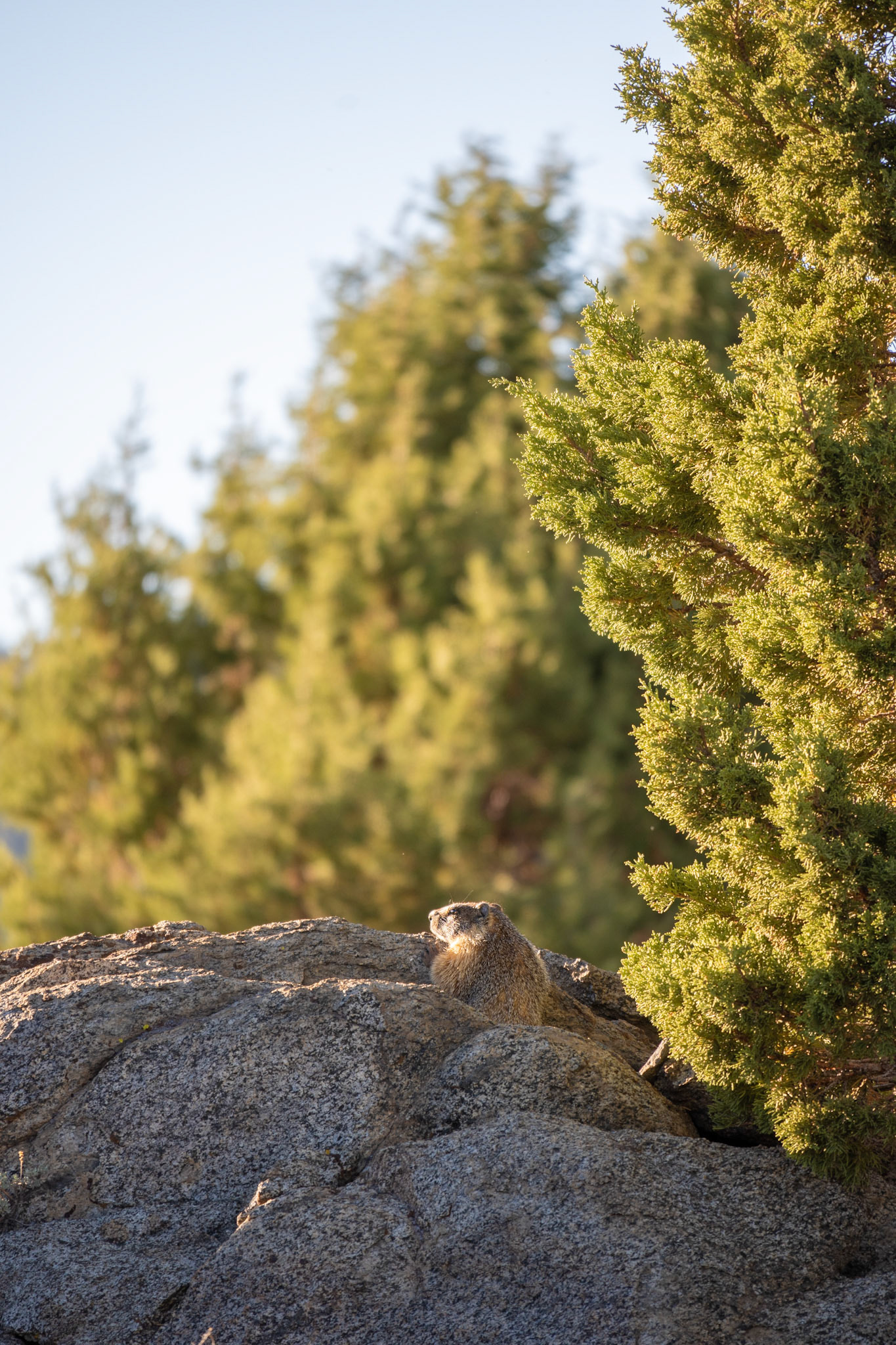 Marmot watching the sun setting. This one was the first of many we would see in the Sierras.