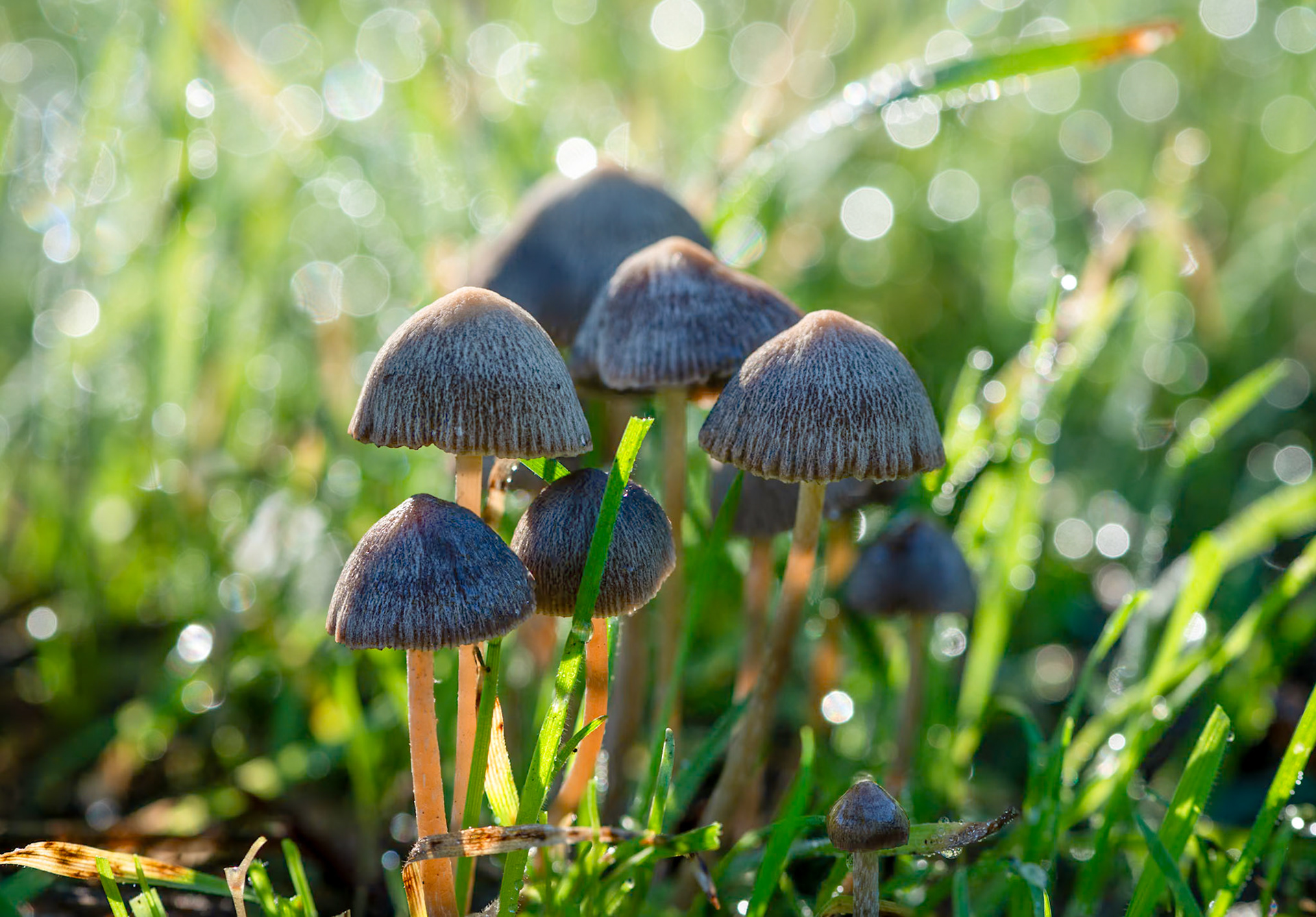 Mushrooms in the Morning