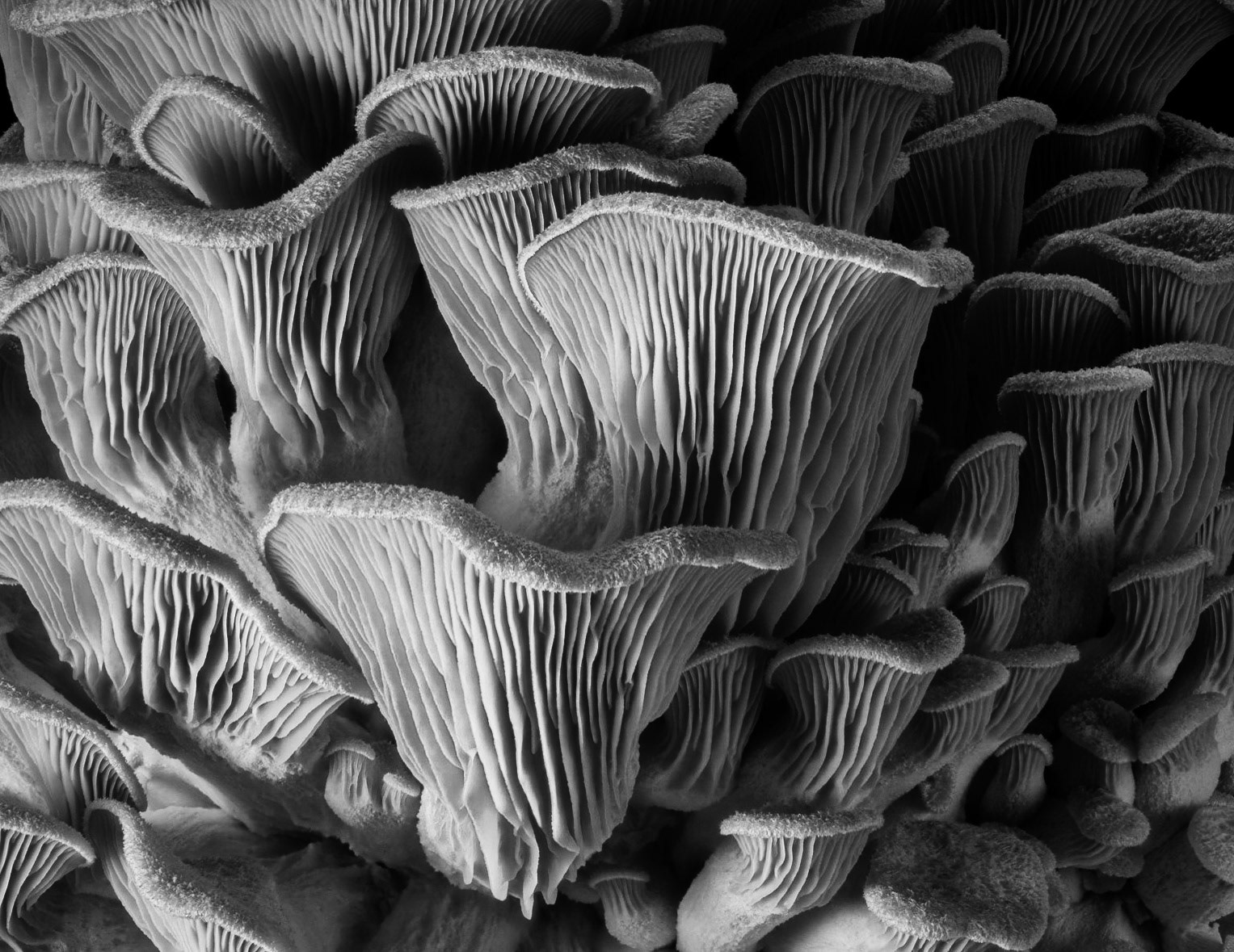 Gills