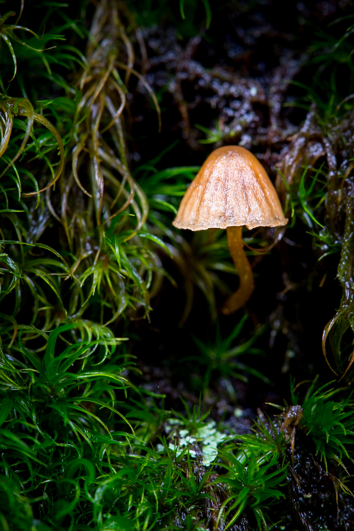 Micro Mushroom