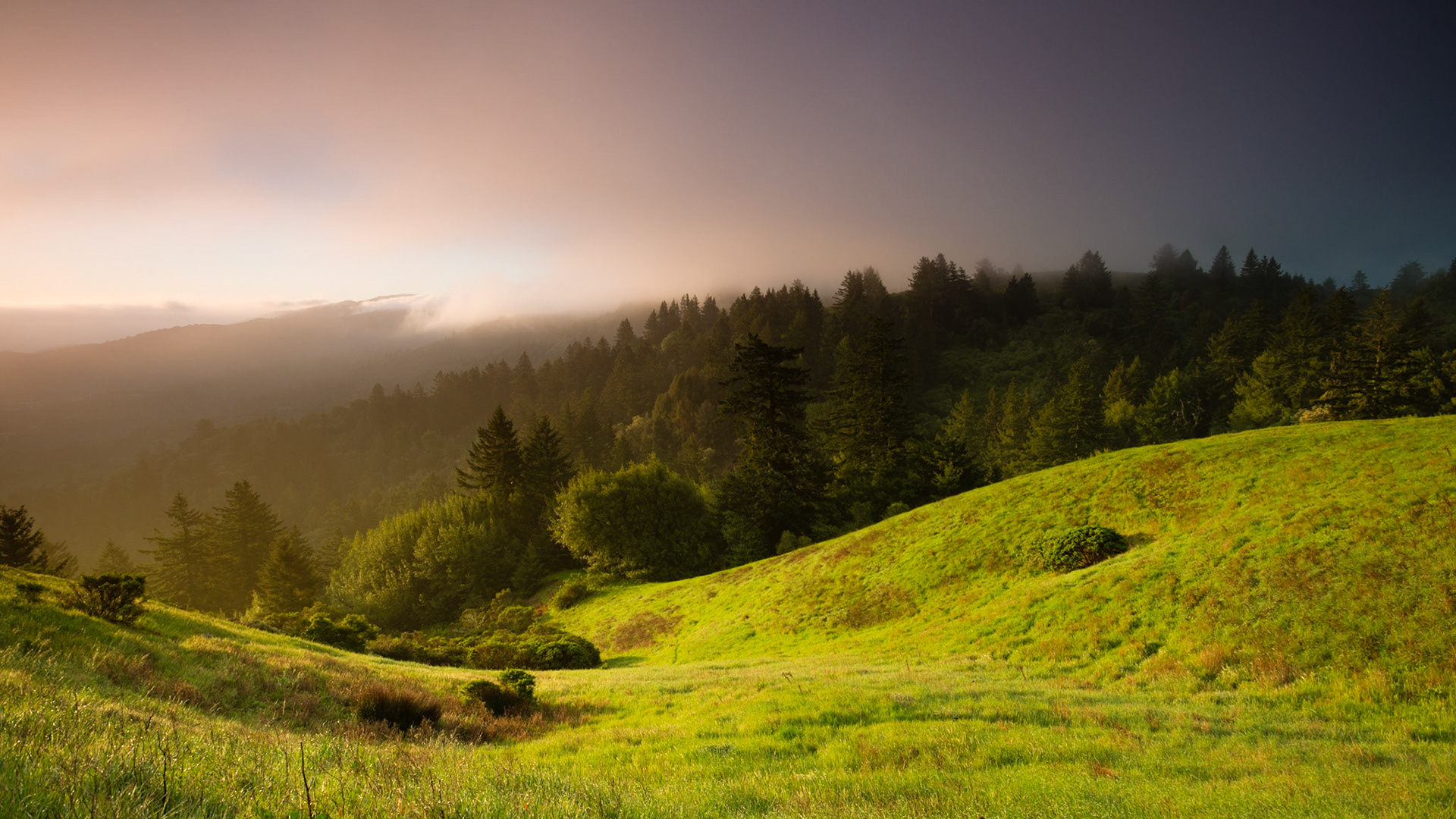 Spring Morning, Windy Hill