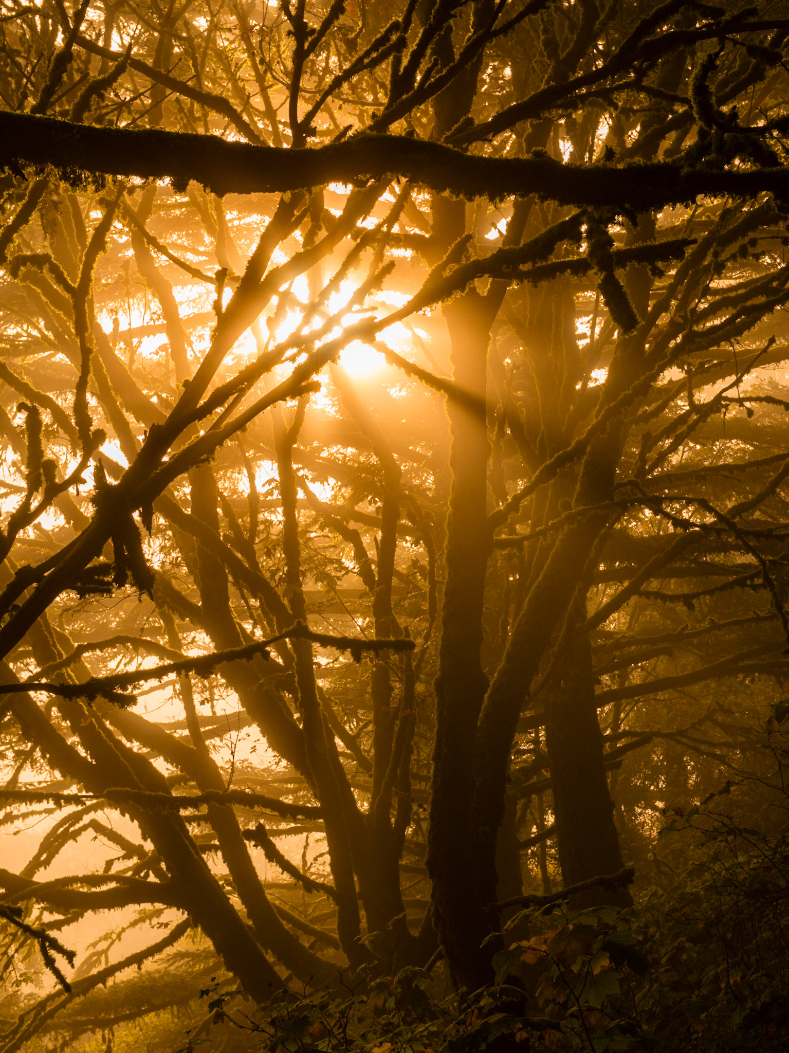 Chasing Sunbeams