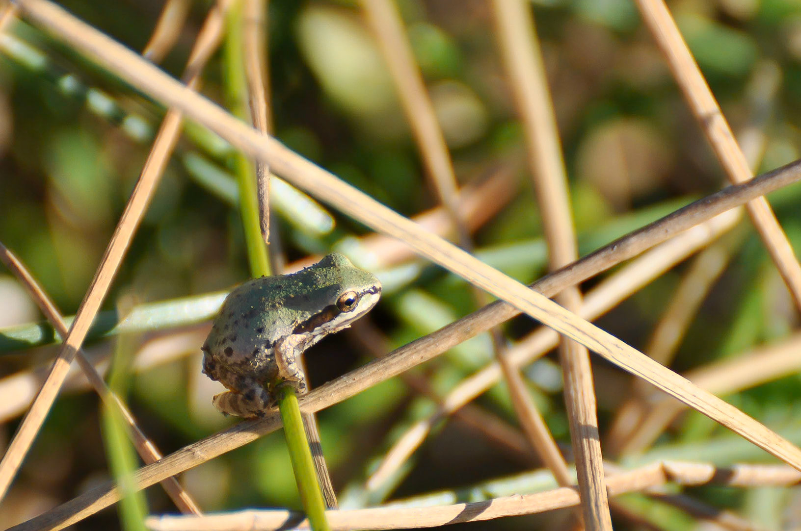 Tiny Frog