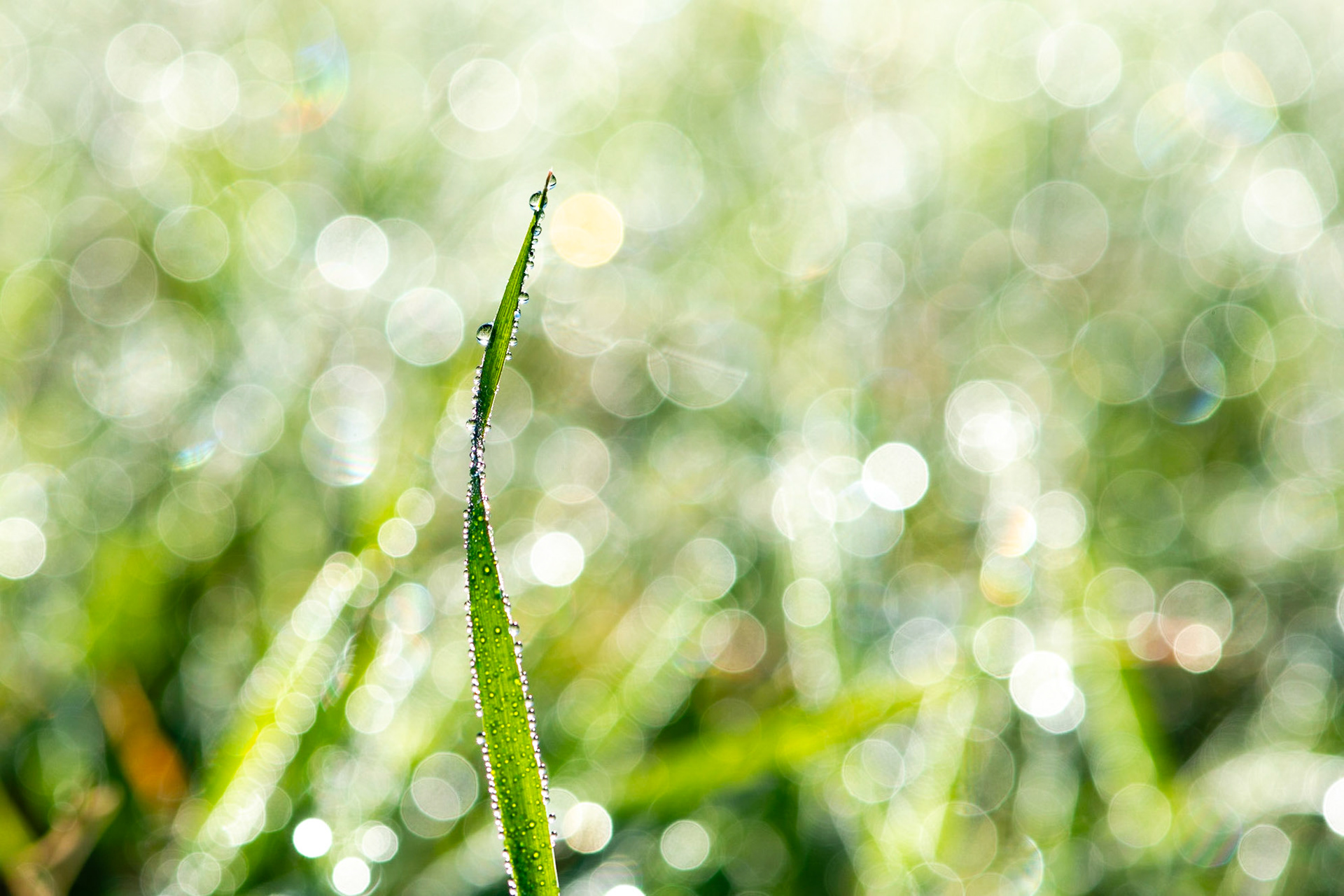Dew