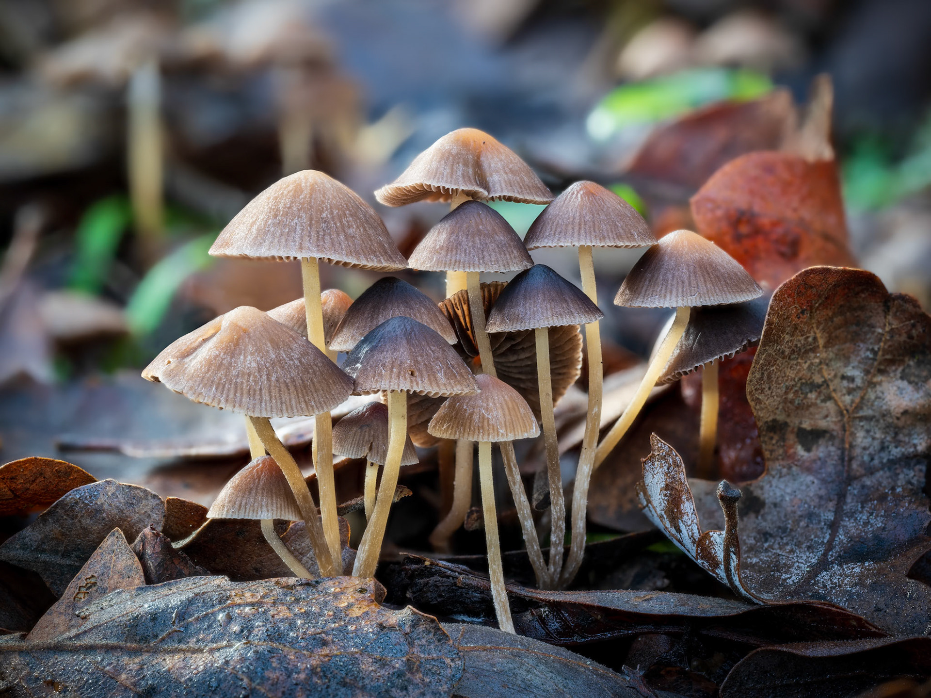 Decomposition Composition
